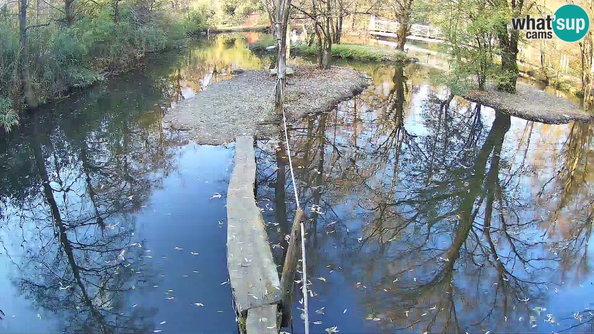 Vari bianconero Zoo Ljubljana webcam