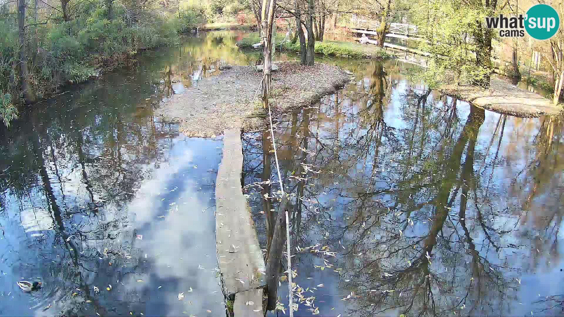 Navadni vari u živo – Ljubljana zoo