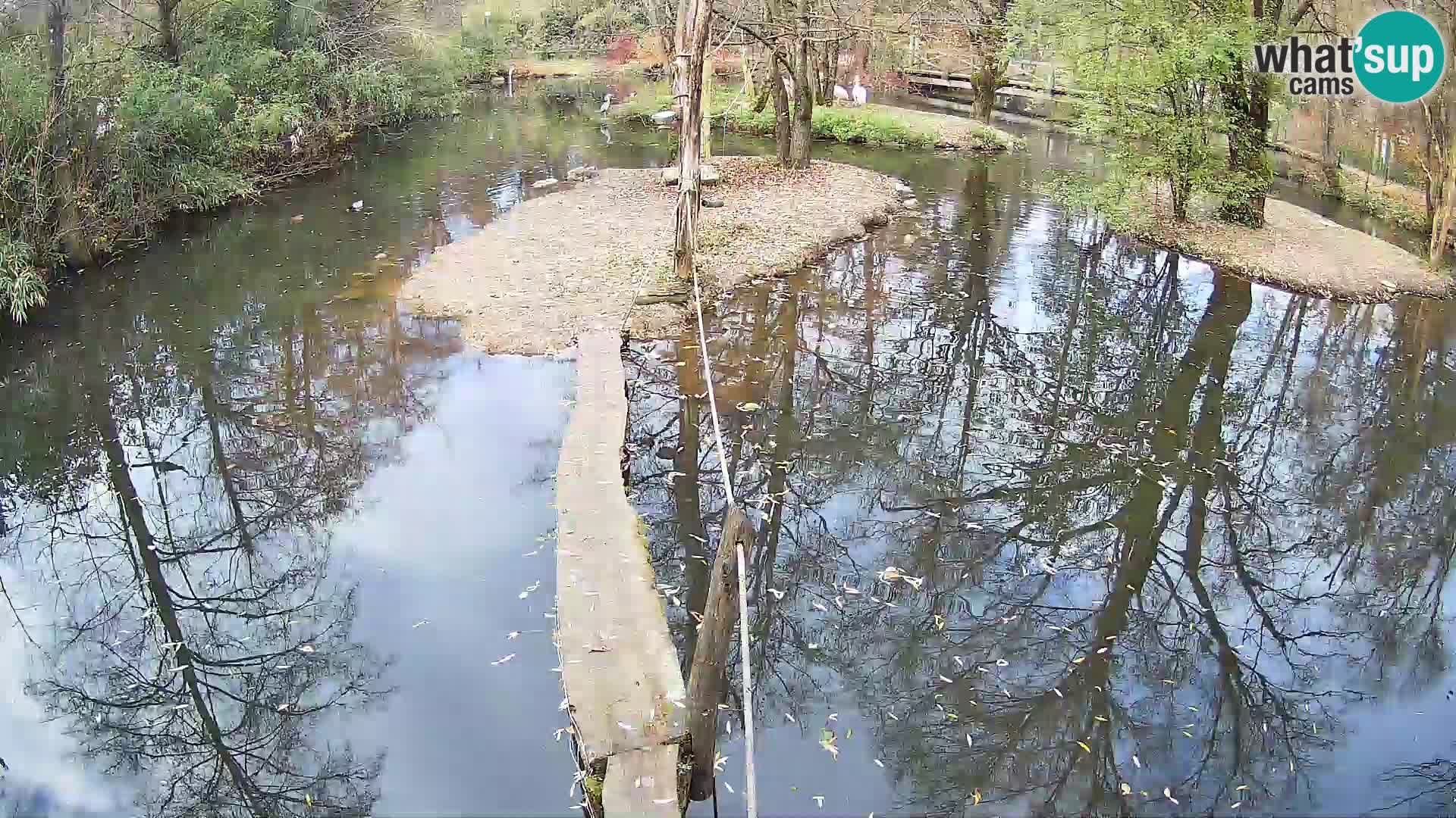 Navadni vari u živo – Ljubljana zoo