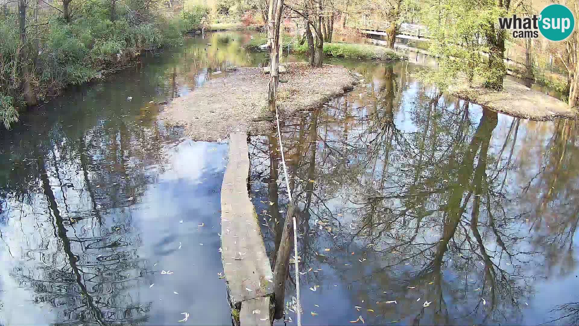 Lémur rufo blanco y negro – Ljubljana Zoo en vivo