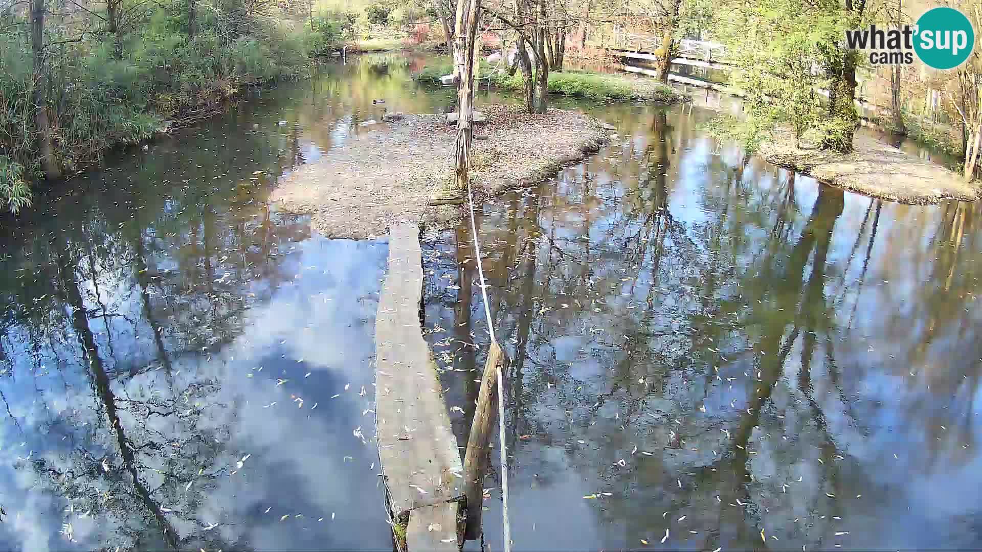 Navadni vari u živo – Ljubljana zoo