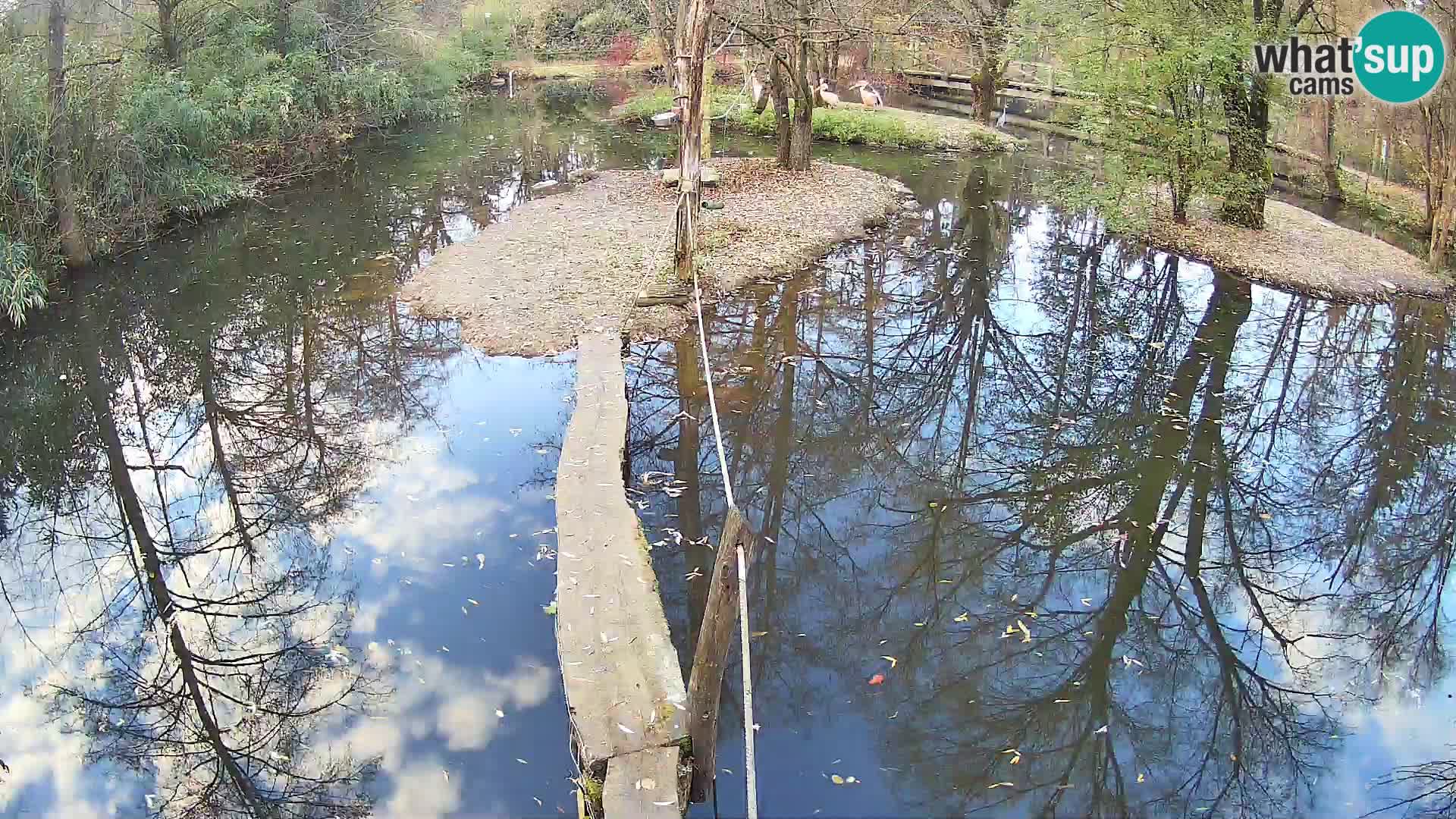 Schwarzweiße Vari Zoo Ljubljana webcam