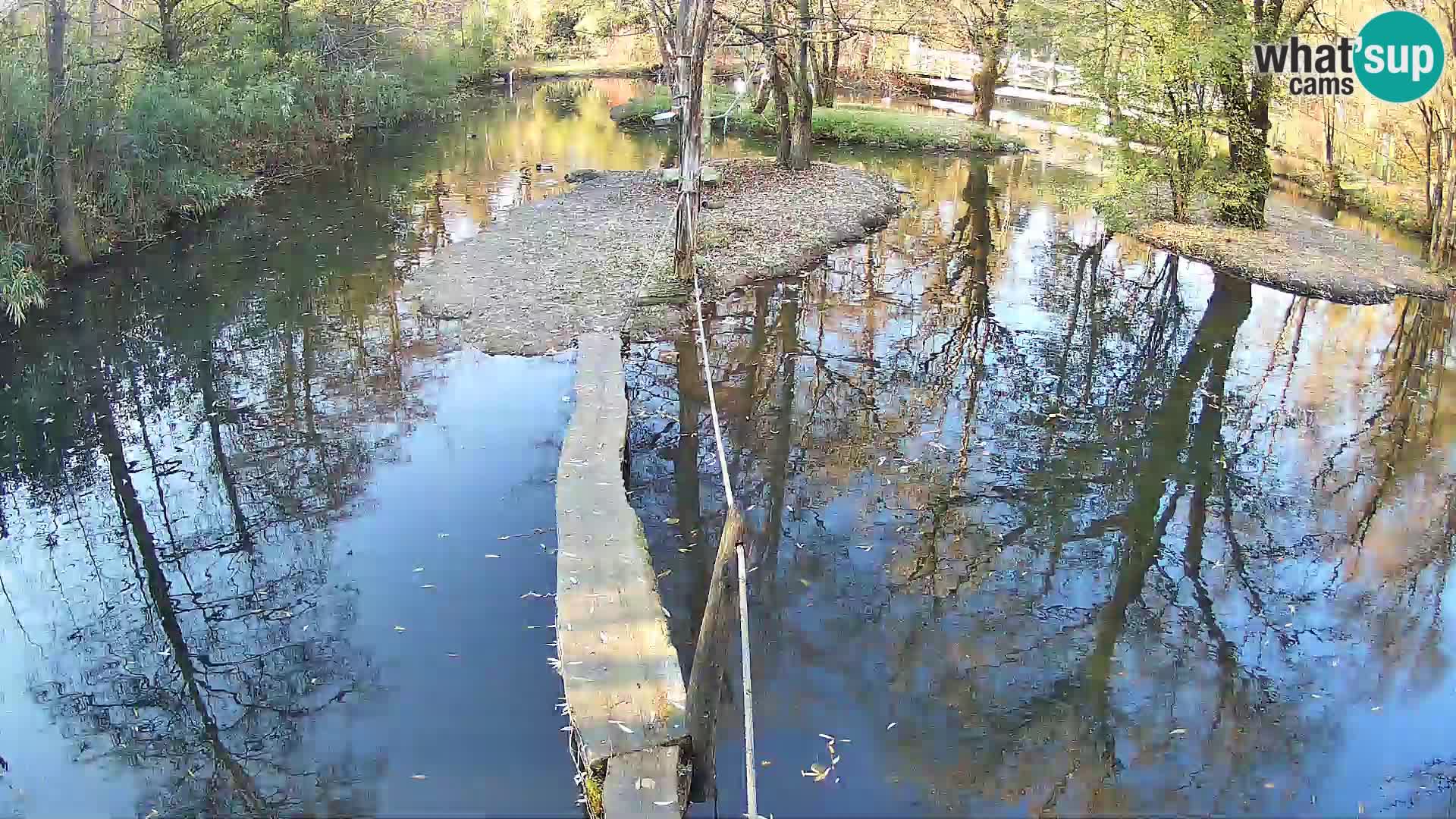 Vari bianconero Zoo Ljubljana webcam