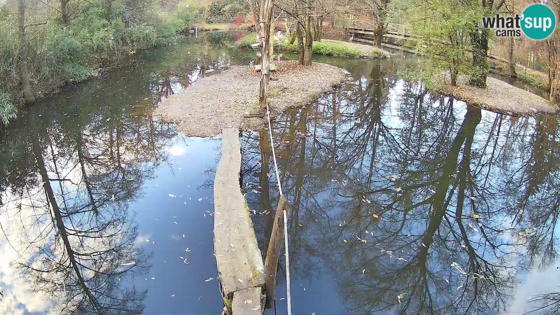 Vari bianconero Zoo Ljubljana webcam