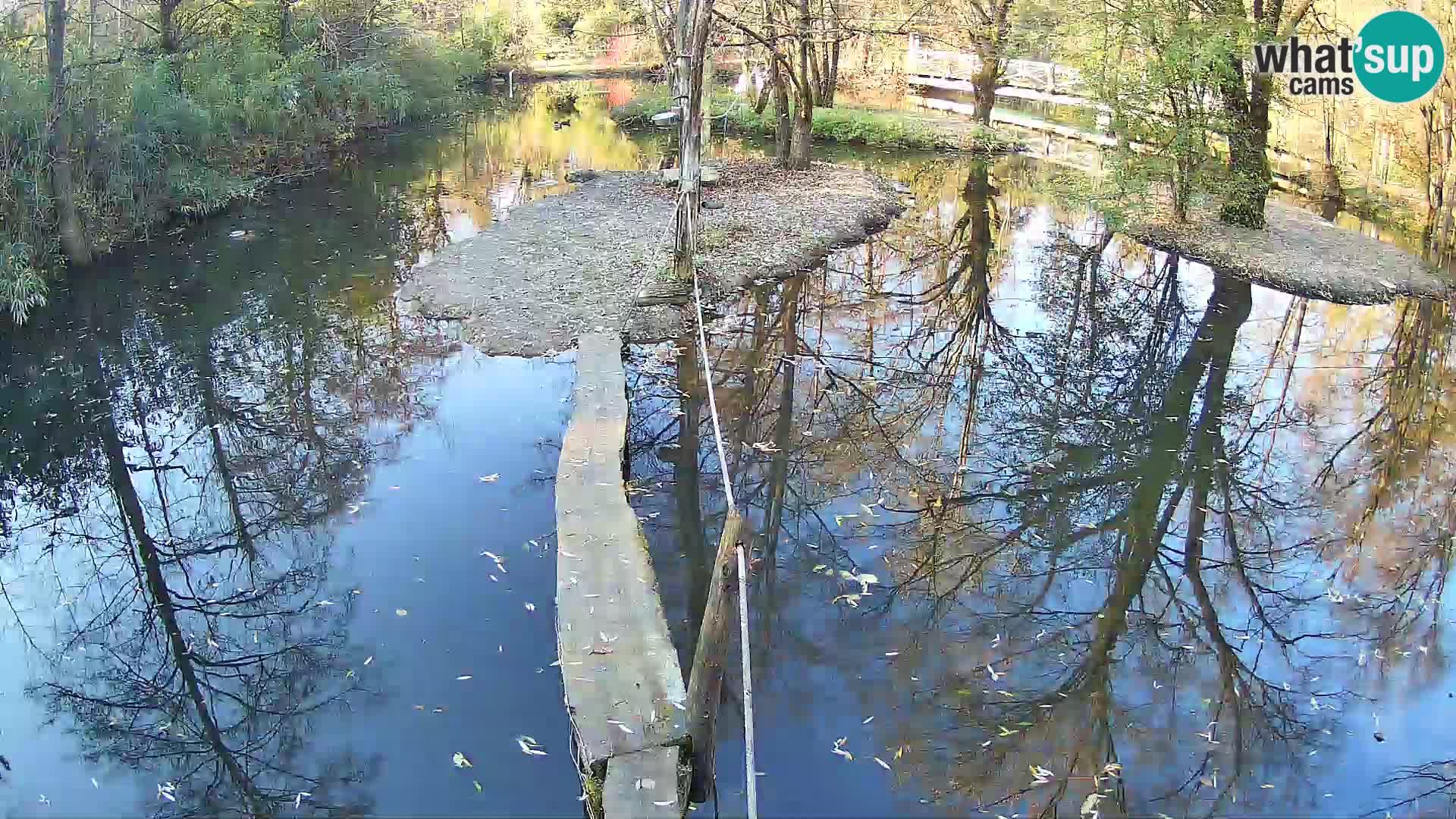 Vari bianconero Zoo Ljubljana webcam