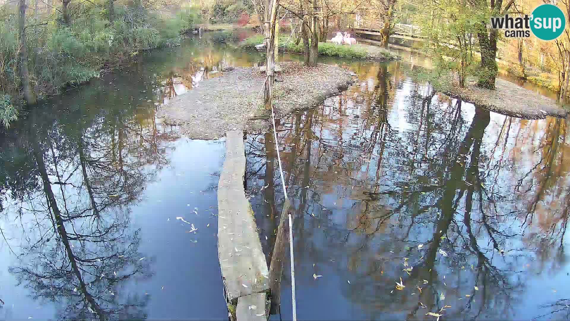 Vari bianconero Zoo Ljubljana webcam