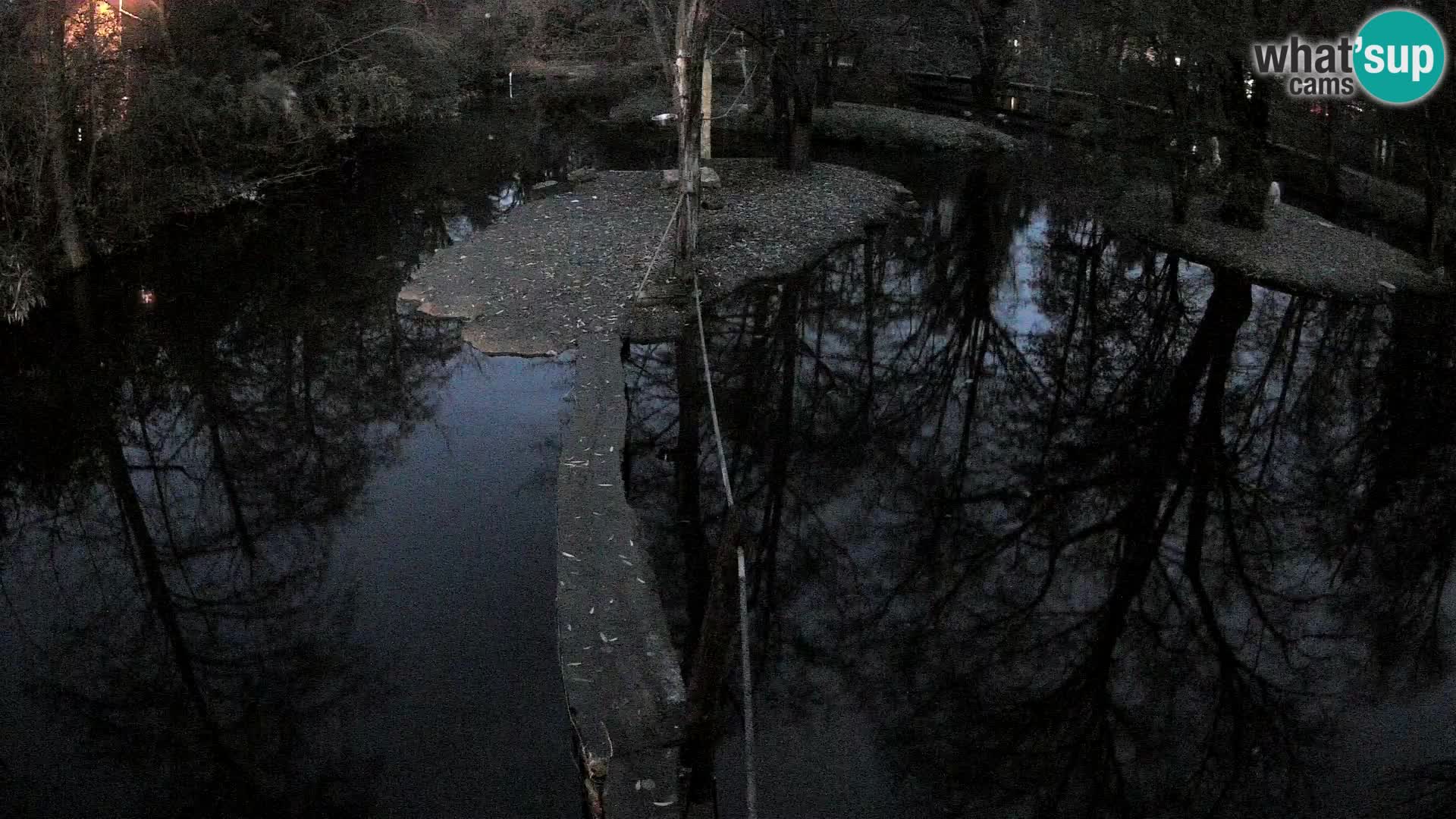 Navadni vari v živo – Ljubljana živalski vrt