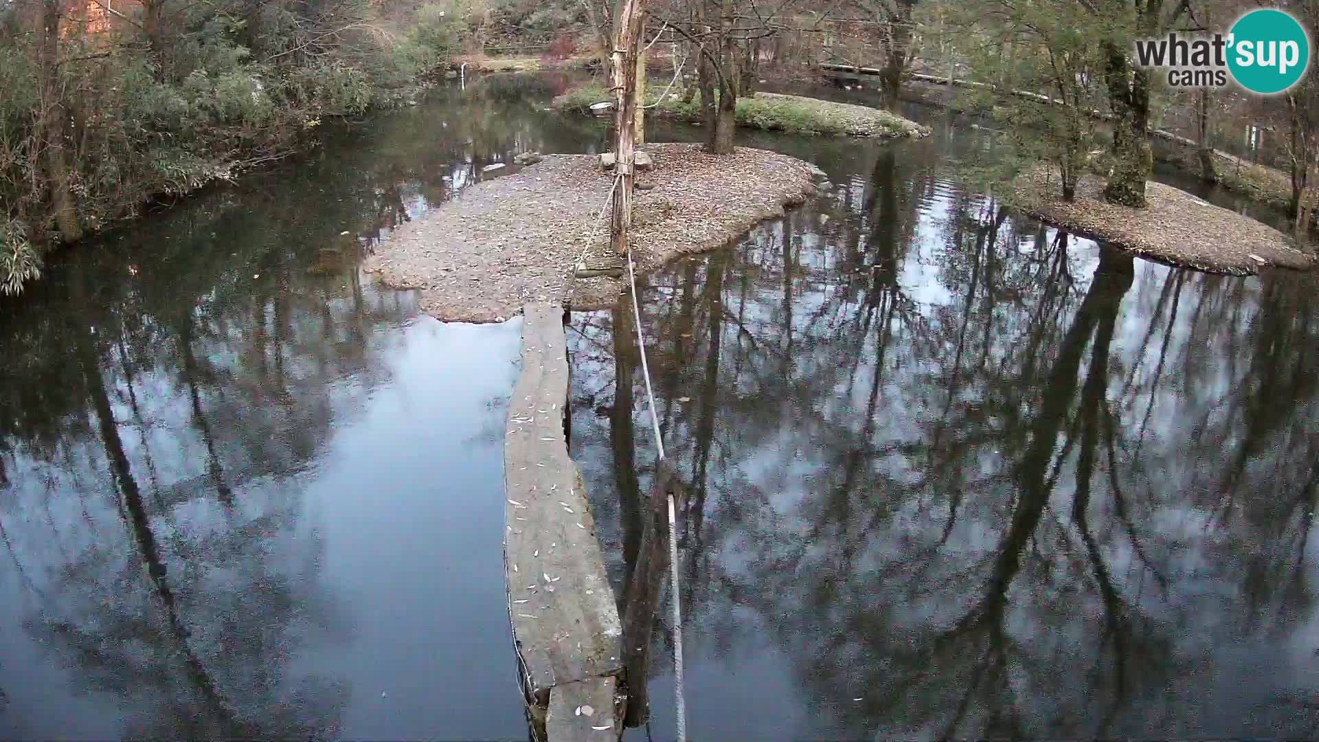 Schwarzweiße Vari Zoo Ljubljana webcam