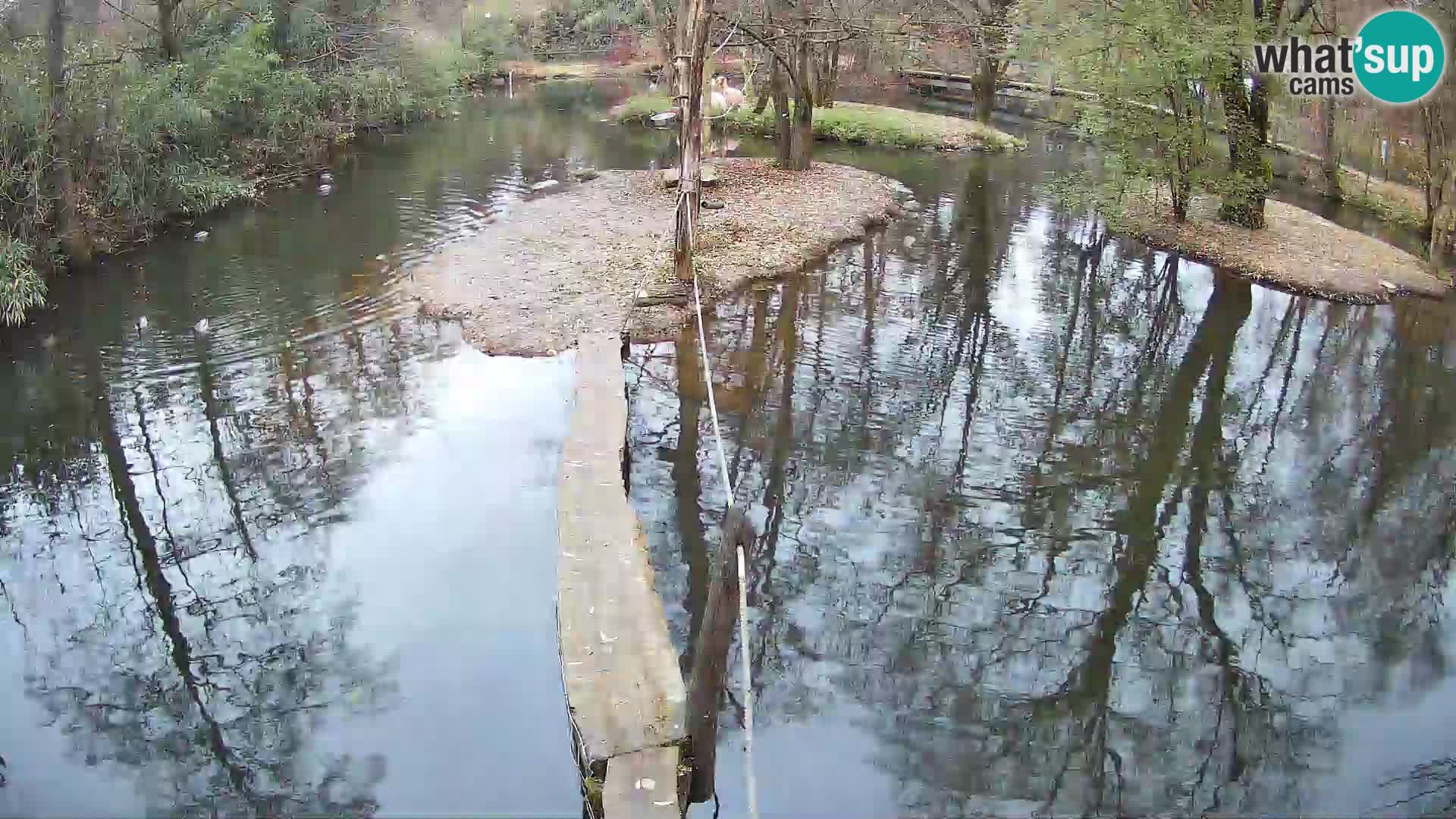 Navadni vari u živo – Ljubljana zoo