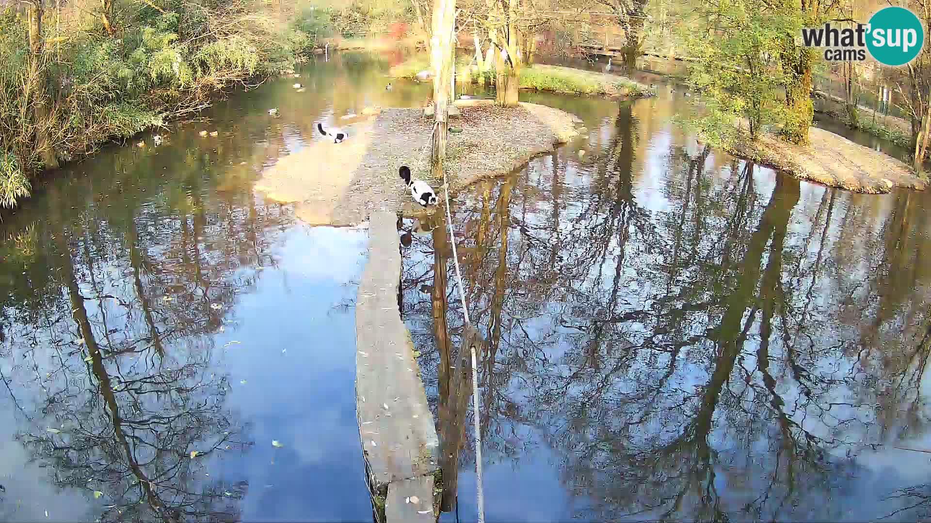 Lémur rufo blanco y negro – Ljubljana Zoo en vivo