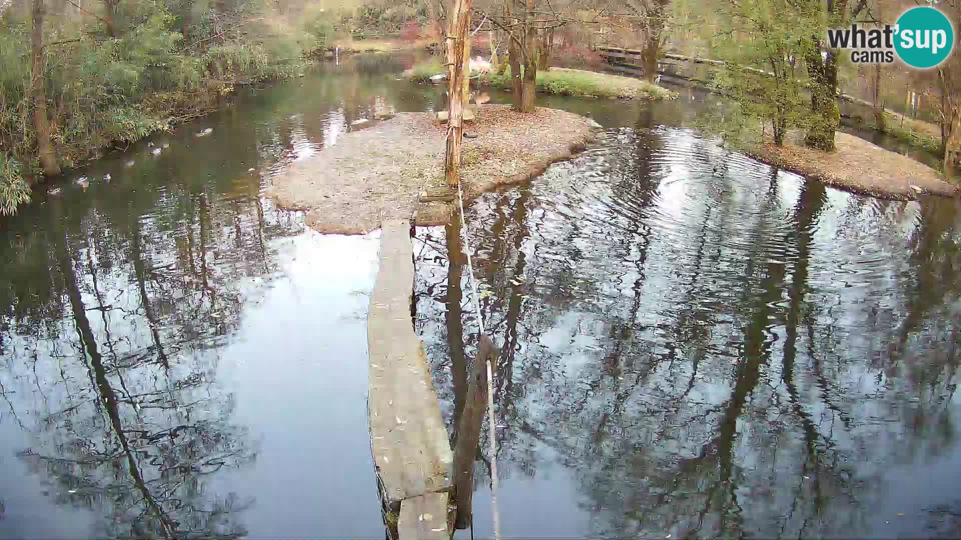 Schwarzweiße Vari Zoo Ljubljana webcam