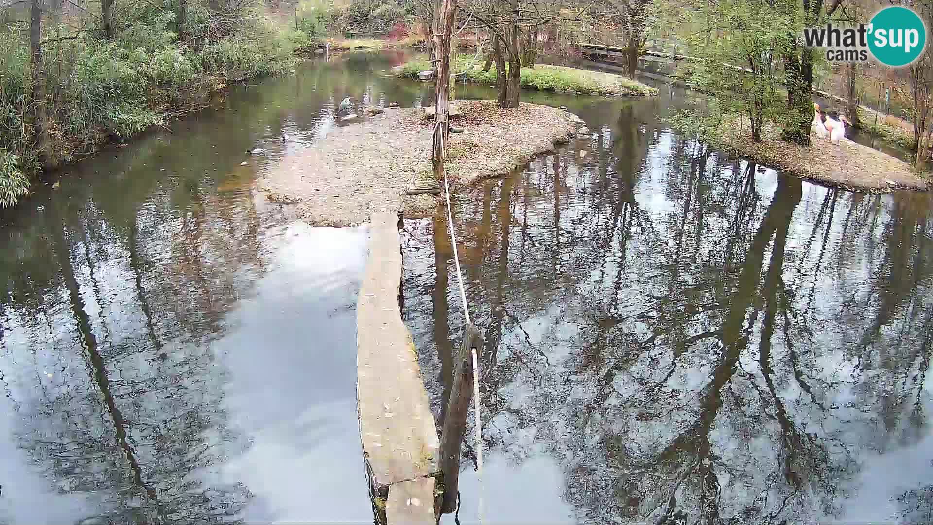 Schwarzweiße Vari Zoo Ljubljana webcam