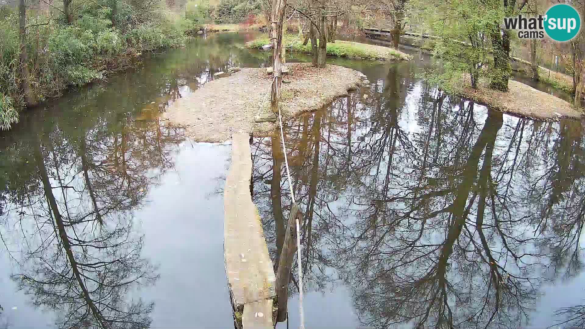 Navadni vari u živo – Ljubljana zoo