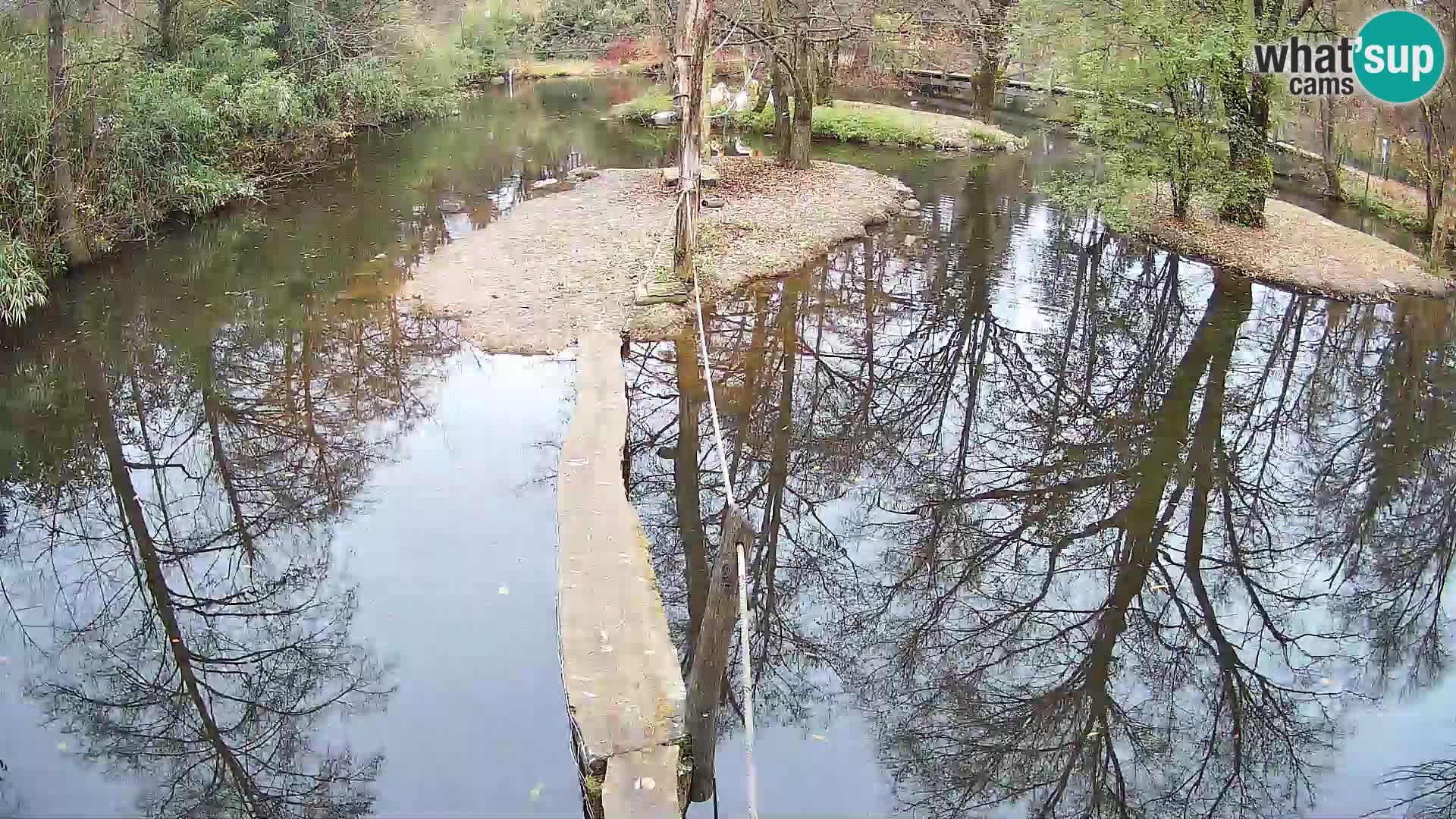 Navadni vari u živo – Ljubljana zoo