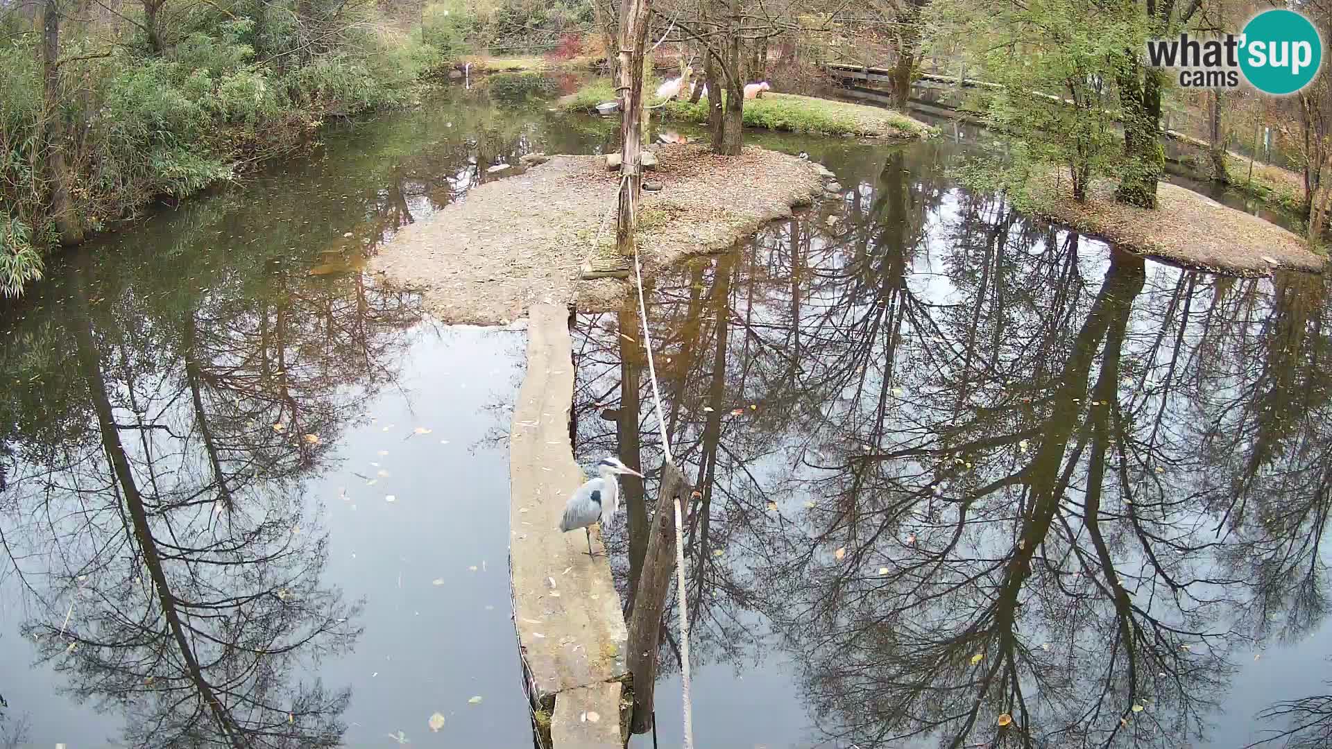 Vari bianconero Zoo Ljubljana webcam