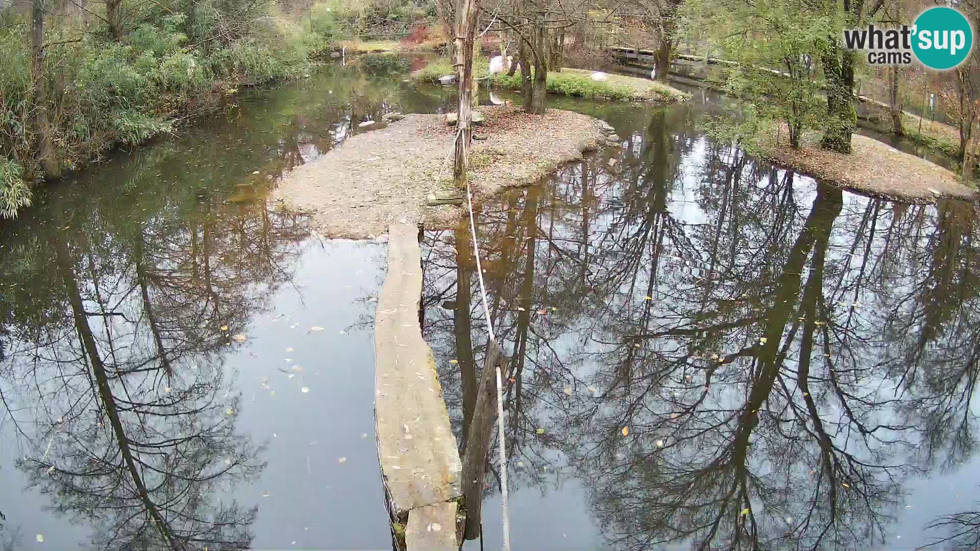 Navadni vari u živo – Ljubljana zoo