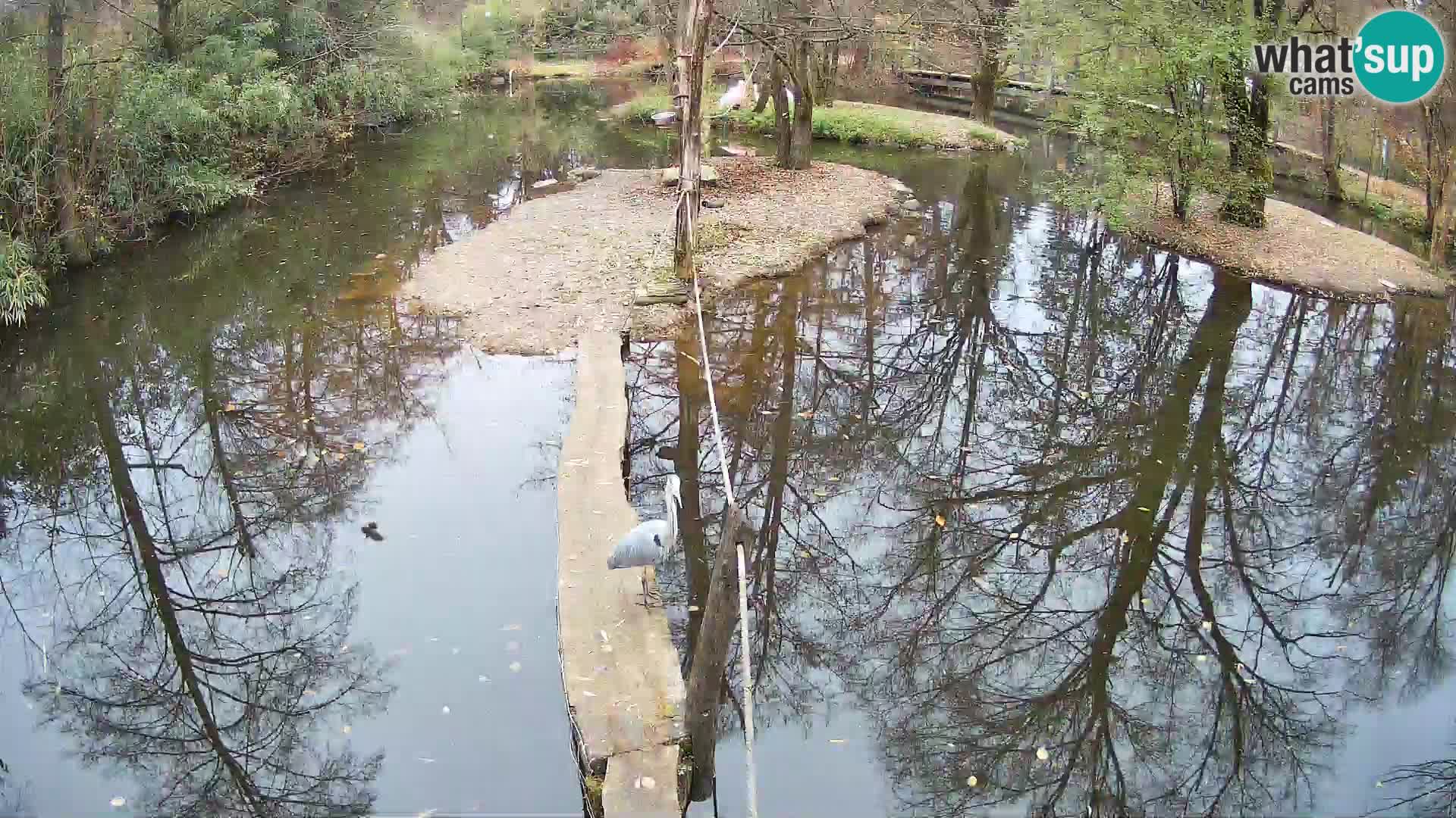 Schwarzweiße Vari Zoo Ljubljana webcam