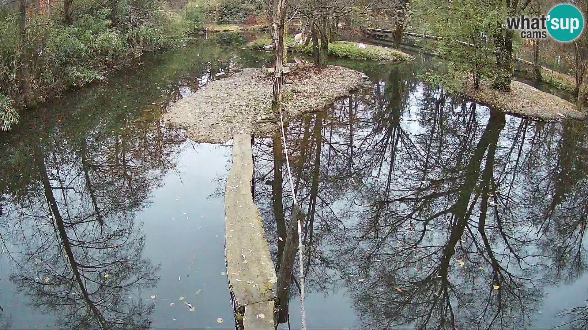 Vari bianconero Zoo Ljubljana webcam