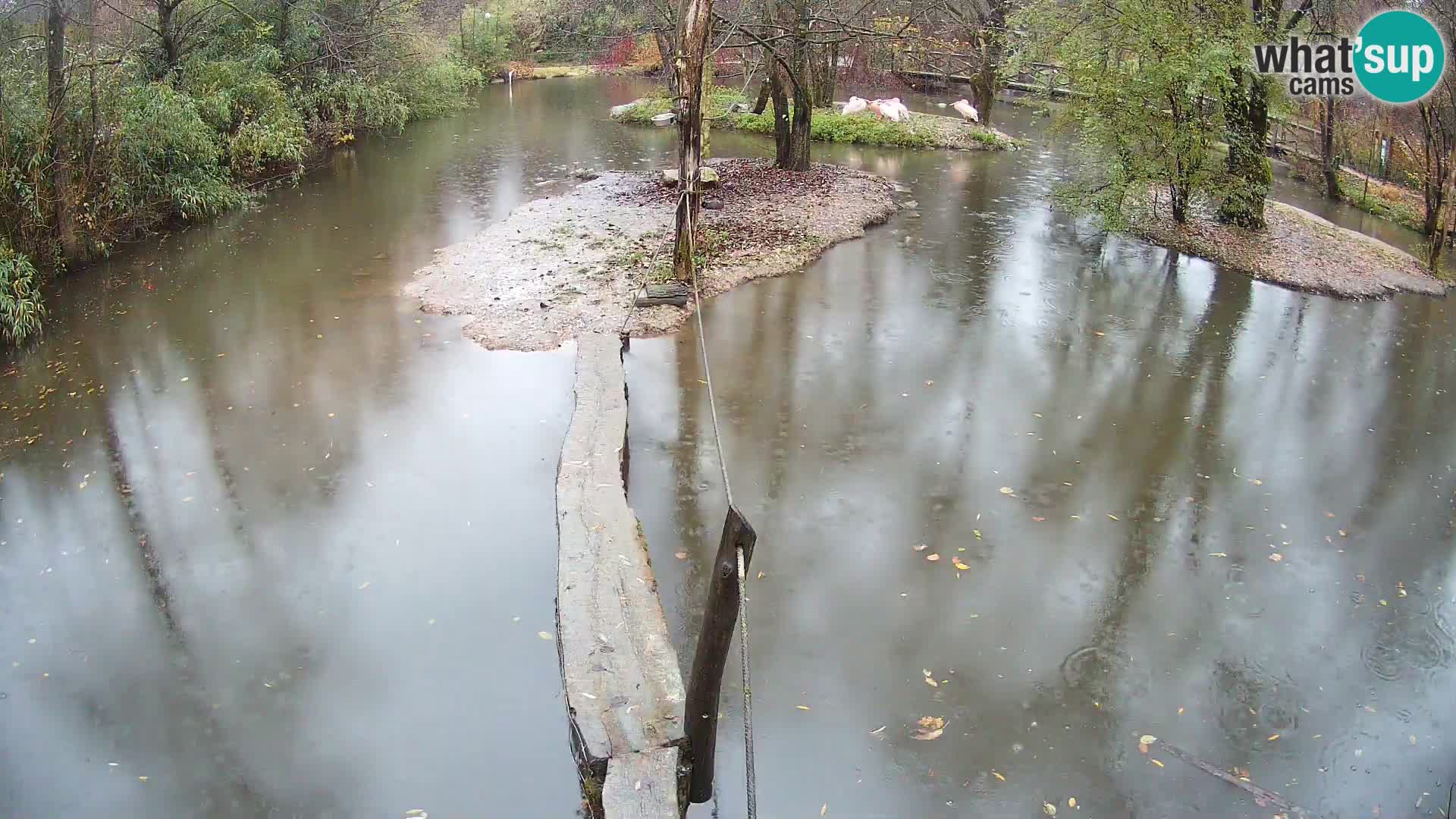 Vari bianconero Zoo Ljubljana webcam