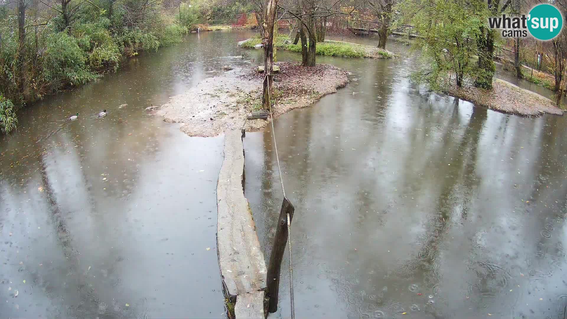 Navadni vari v živo – Ljubljana živalski vrt