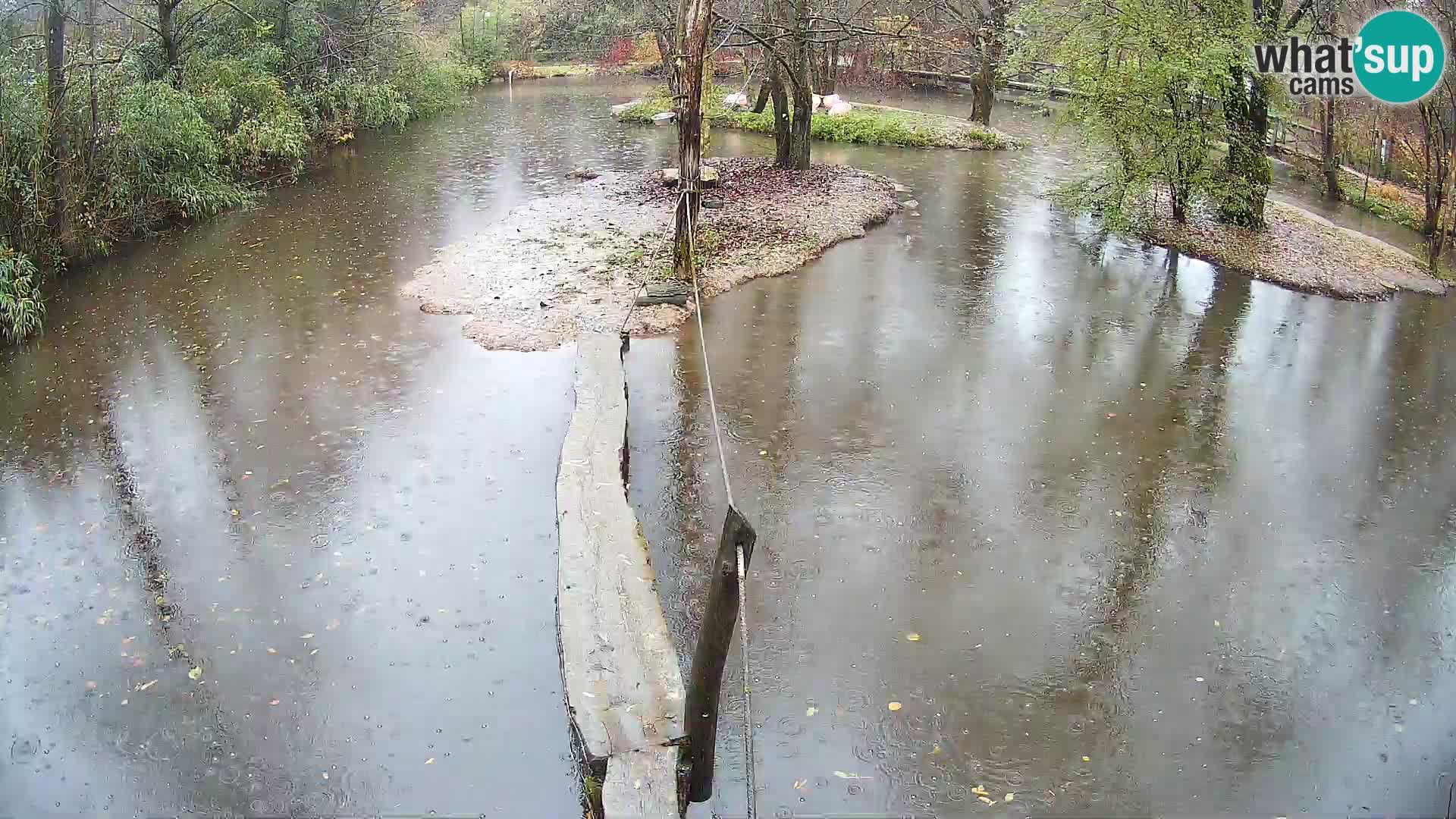 Navadni vari u živo – Ljubljana zoo