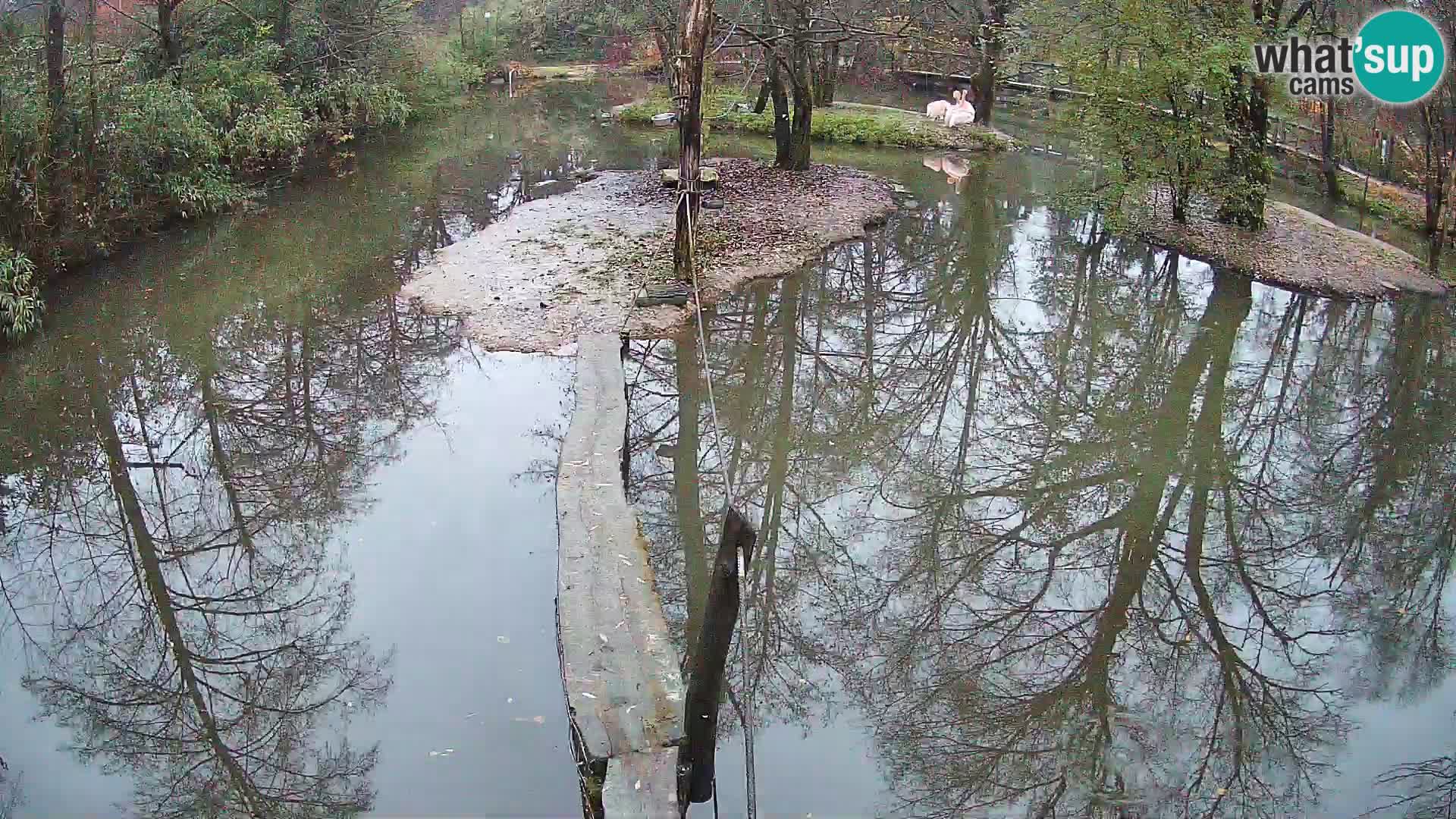 Vari bianconero Zoo Ljubljana webcam