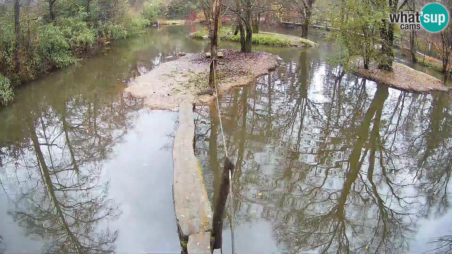 Navadni vari u živo – Ljubljana zoo