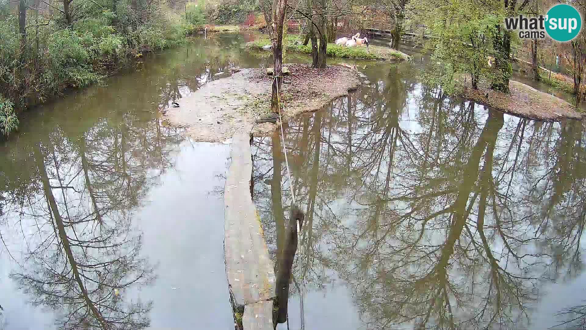 Lémur rufo blanco y negro – Ljubljana Zoo en vivo