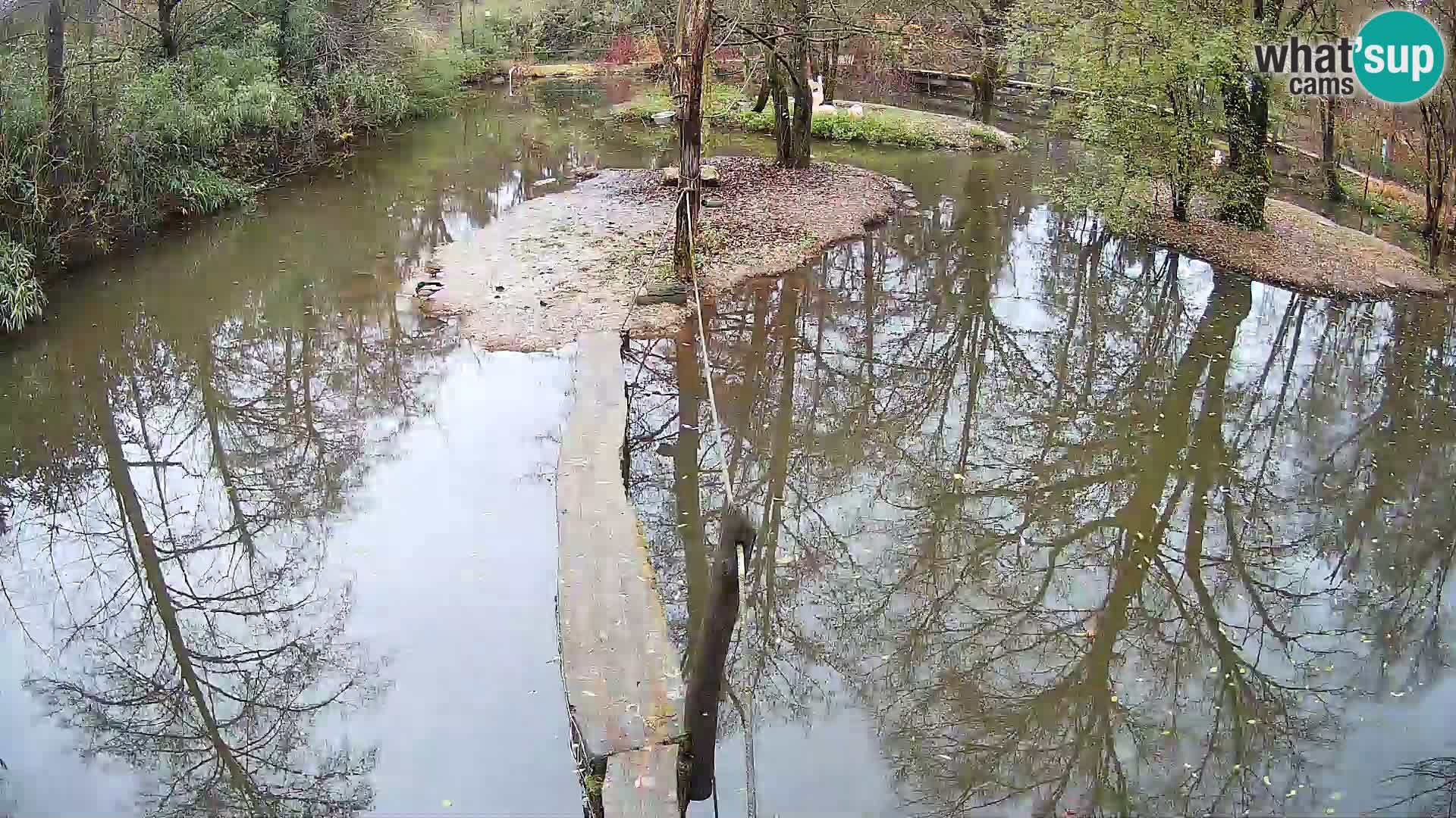 Navadni vari u živo – Ljubljana zoo