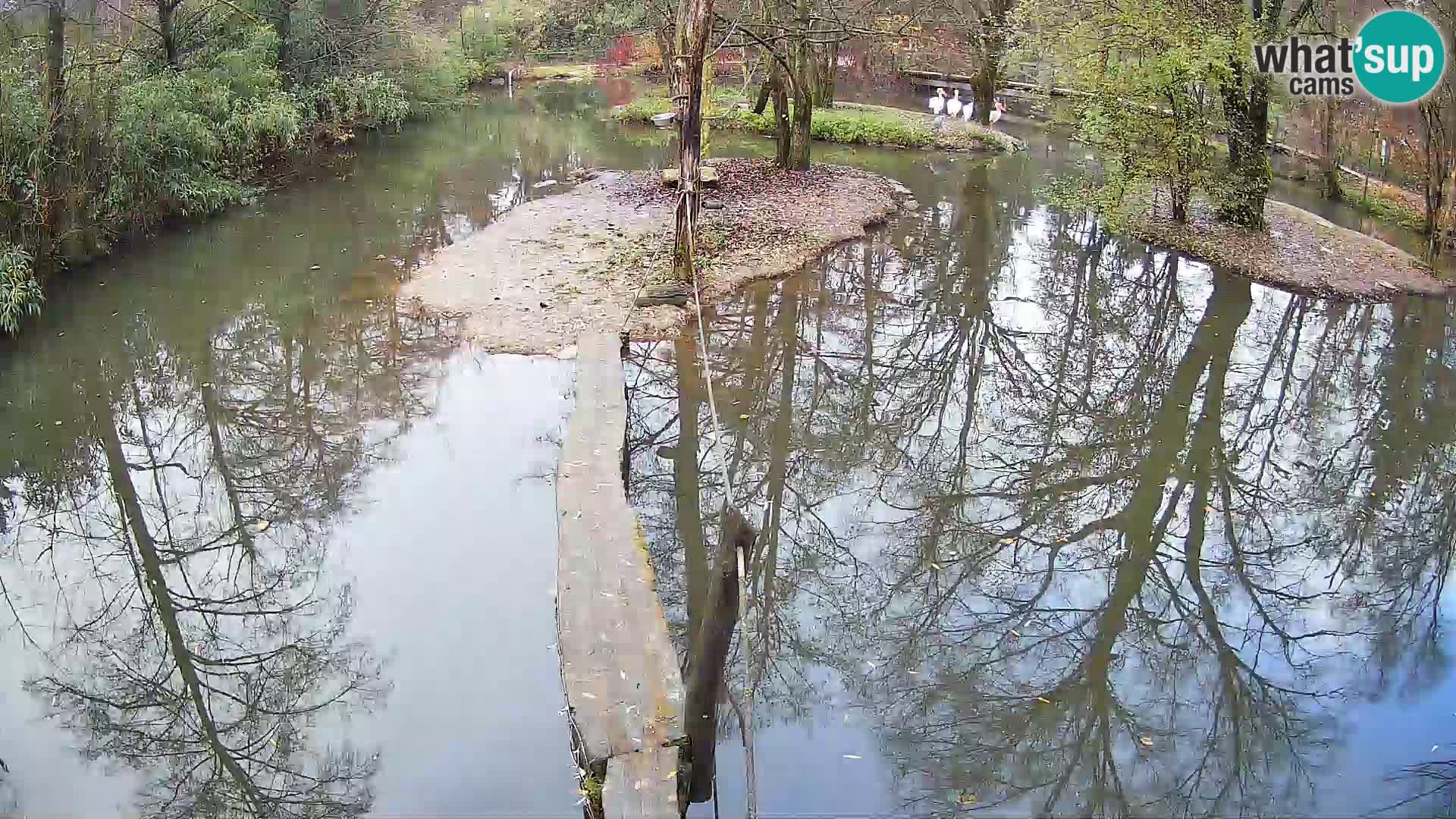 Vari bianconero Zoo Ljubljana webcam