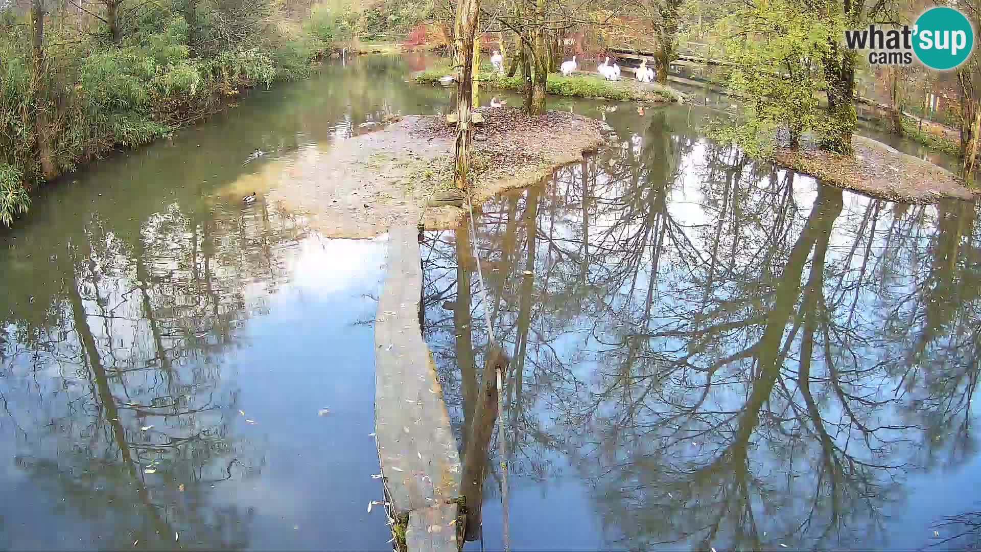 Vari bianconero Zoo Ljubljana webcam