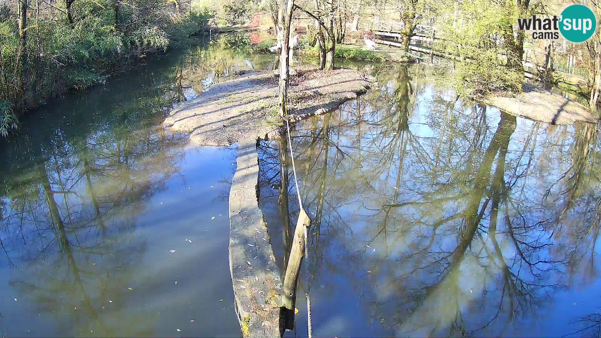 Schwarzweiße Vari Zoo Ljubljana webcam