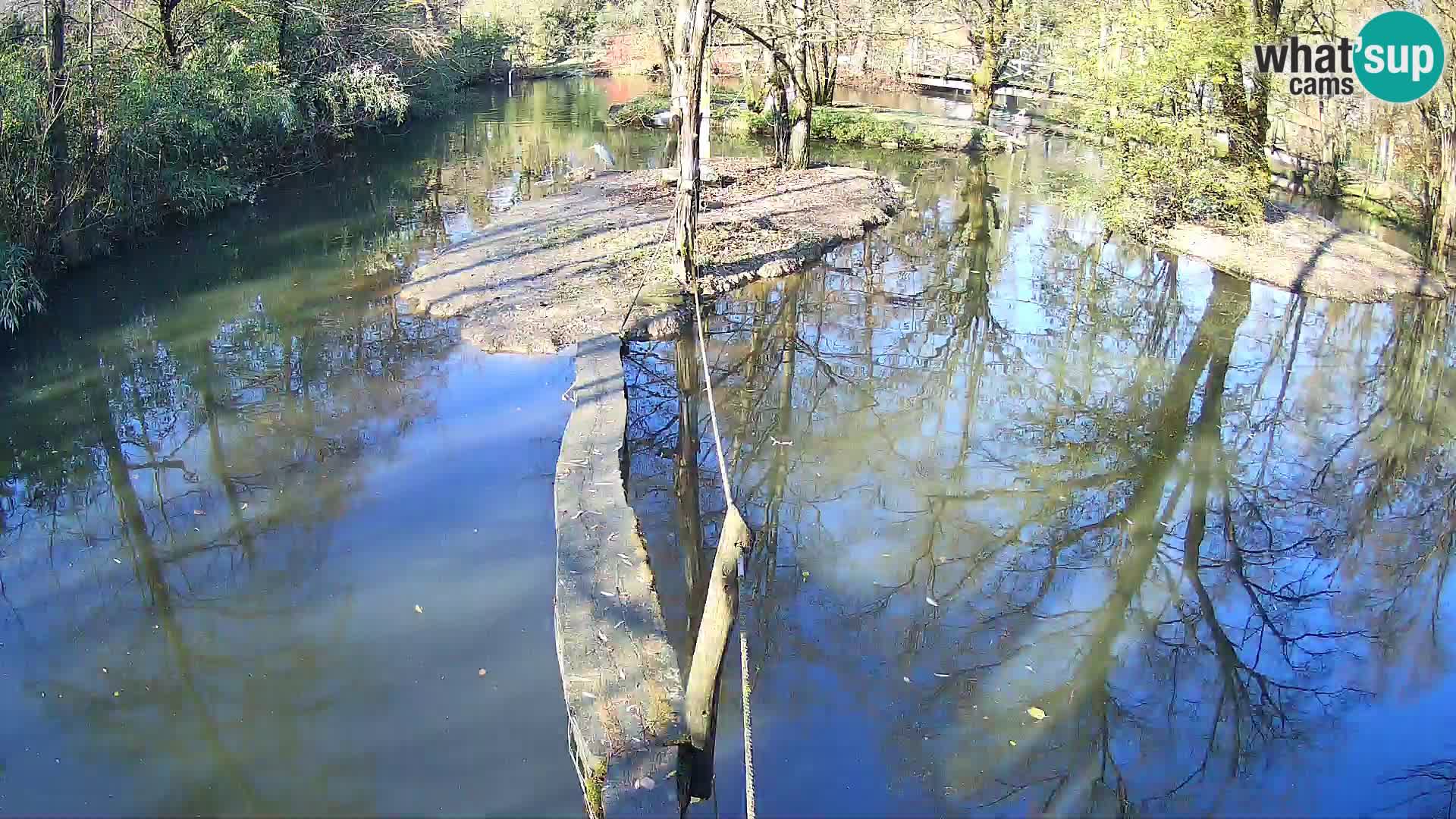 Lémur rufo blanco y negro – Ljubljana Zoo en vivo