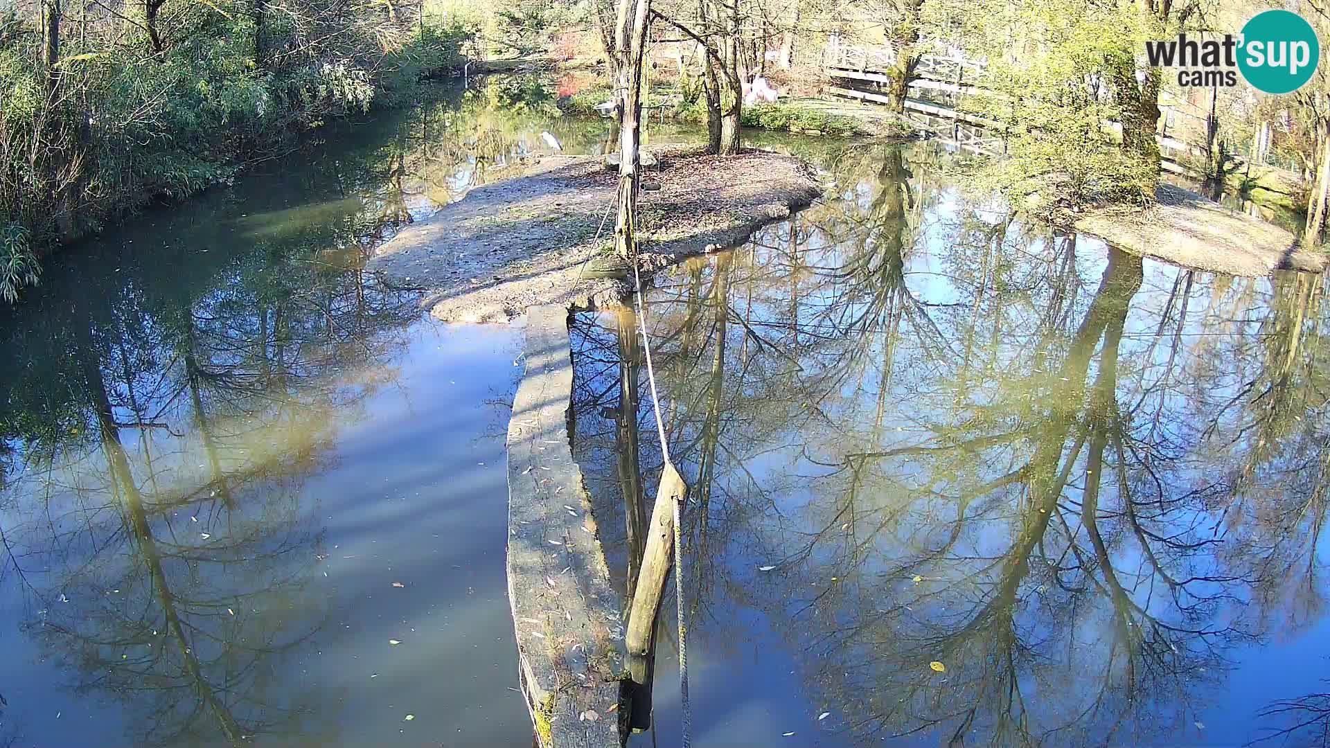 Schwarzweiße Vari Zoo Ljubljana webcam