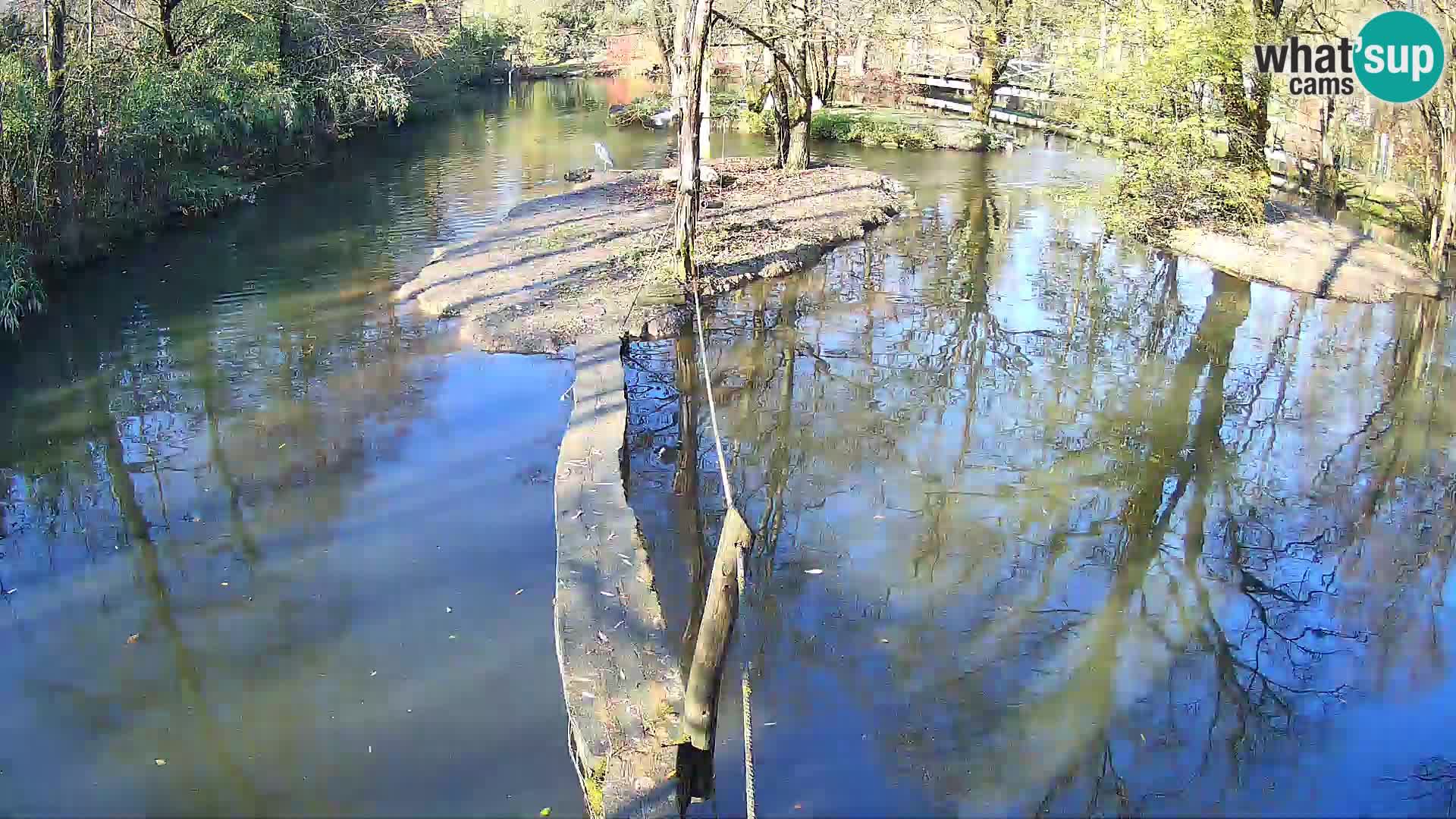 Schwarzweiße Vari Zoo Ljubljana webcam