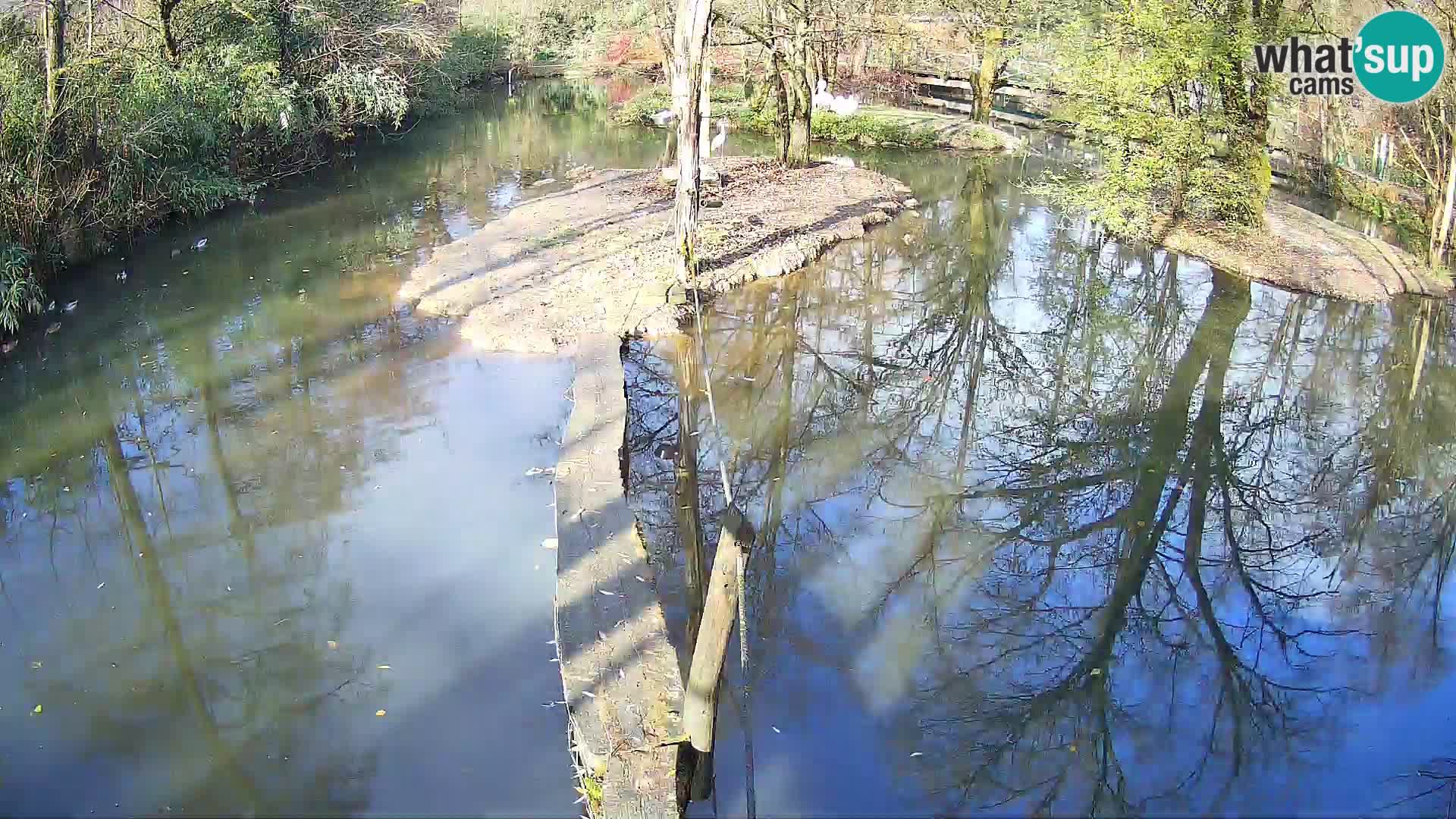 Schwarzweiße Vari Zoo Ljubljana webcam