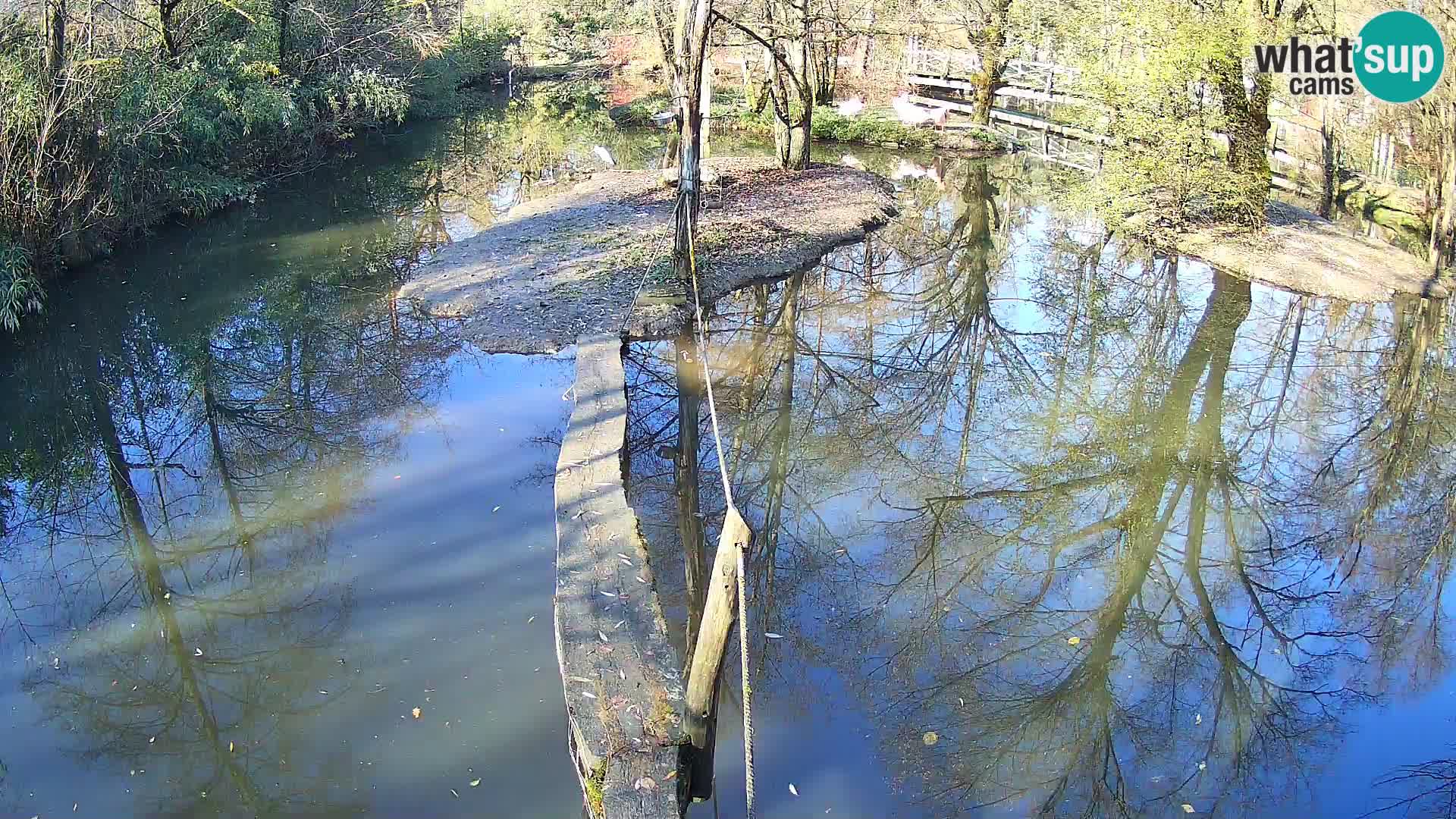 Navadni vari u živo – Ljubljana zoo