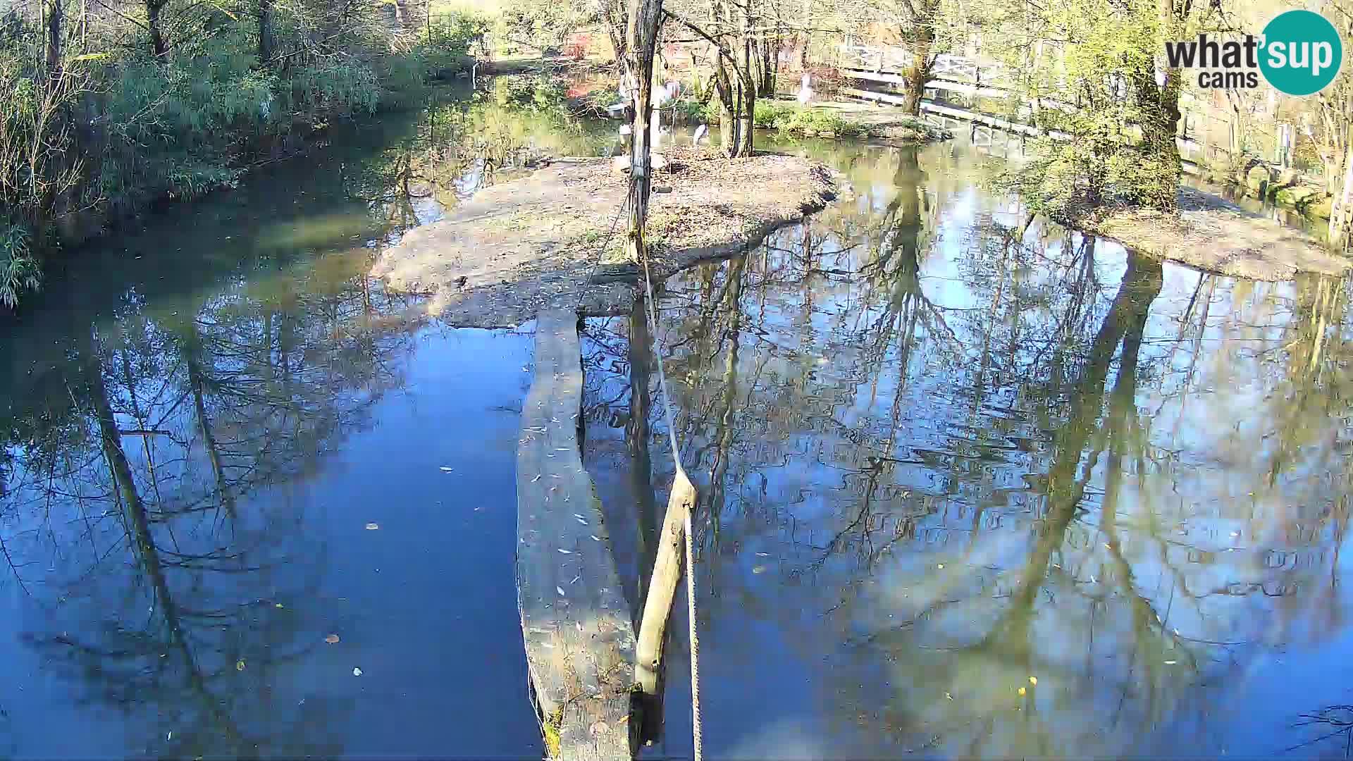 Schwarzweiße Vari Zoo Ljubljana webcam