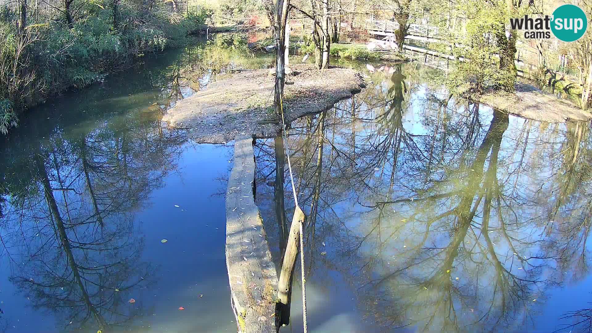 Schwarzweiße Vari Zoo Ljubljana webcam