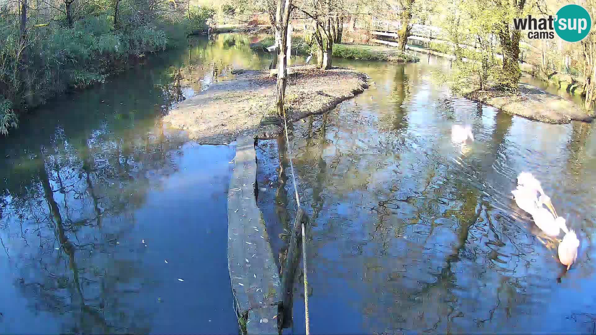 Schwarzweiße Vari Zoo Ljubljana webcam