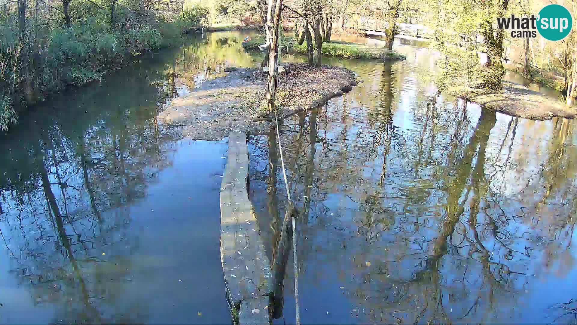 Lémur rufo blanco y negro – Ljubljana Zoo en vivo