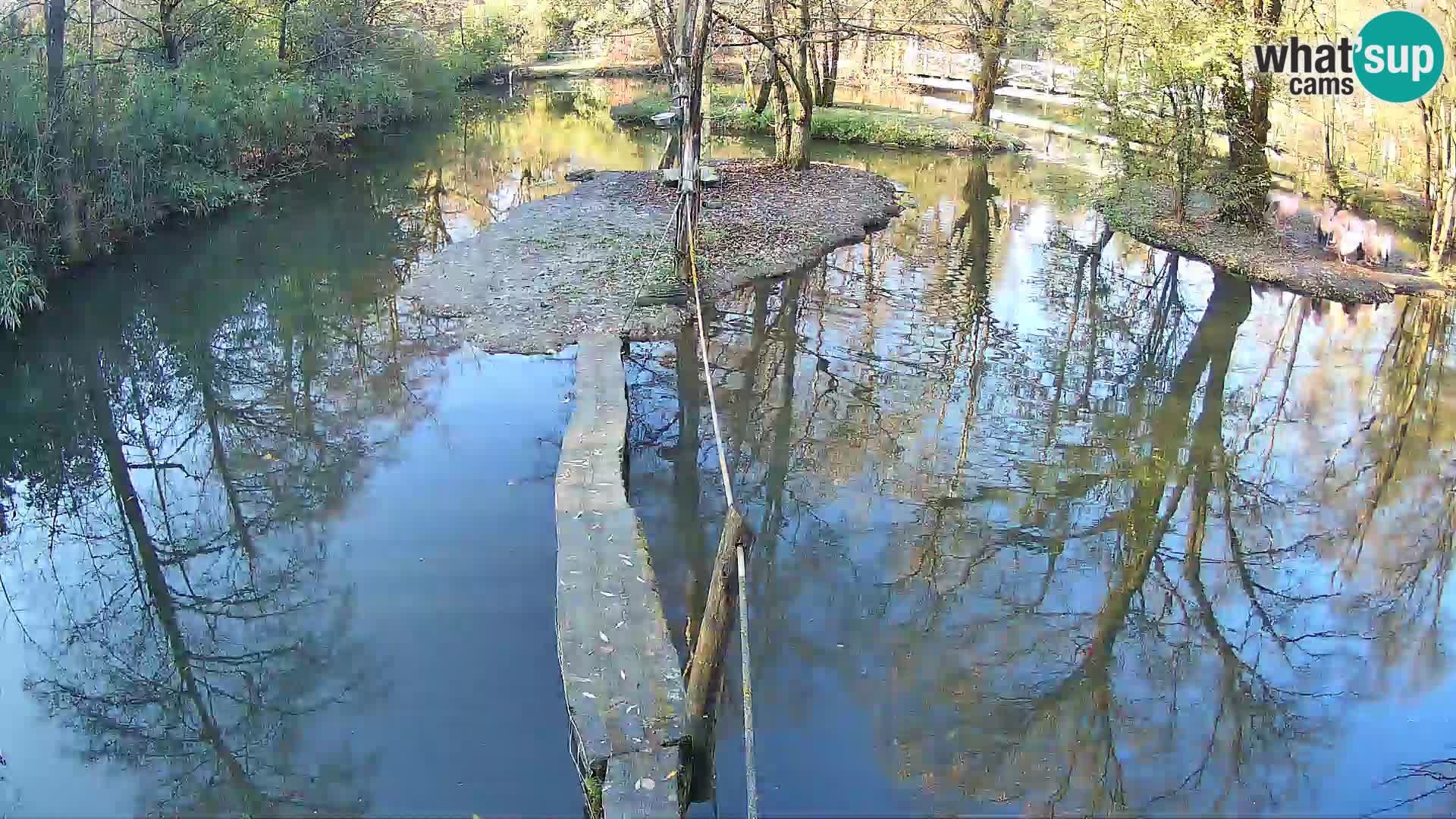 Vari bianconero Zoo Ljubljana webcam