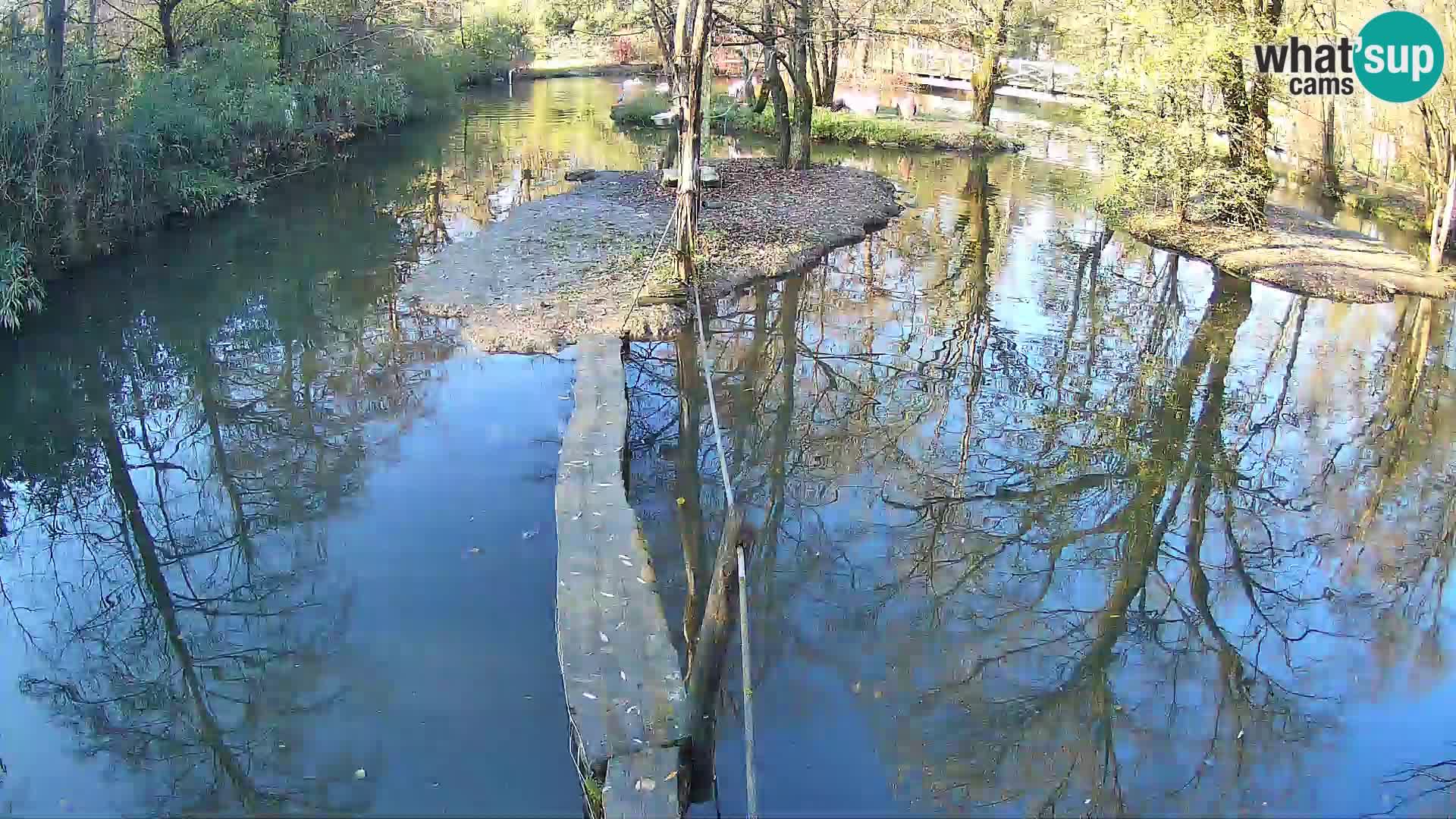 Vari bianconero Zoo Ljubljana webcam