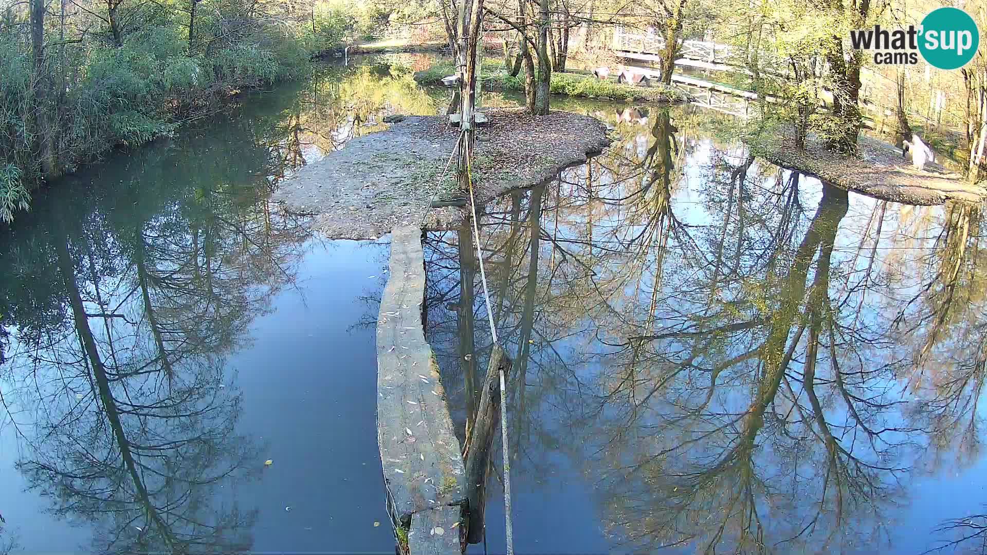 Navadni vari u živo – Ljubljana zoo