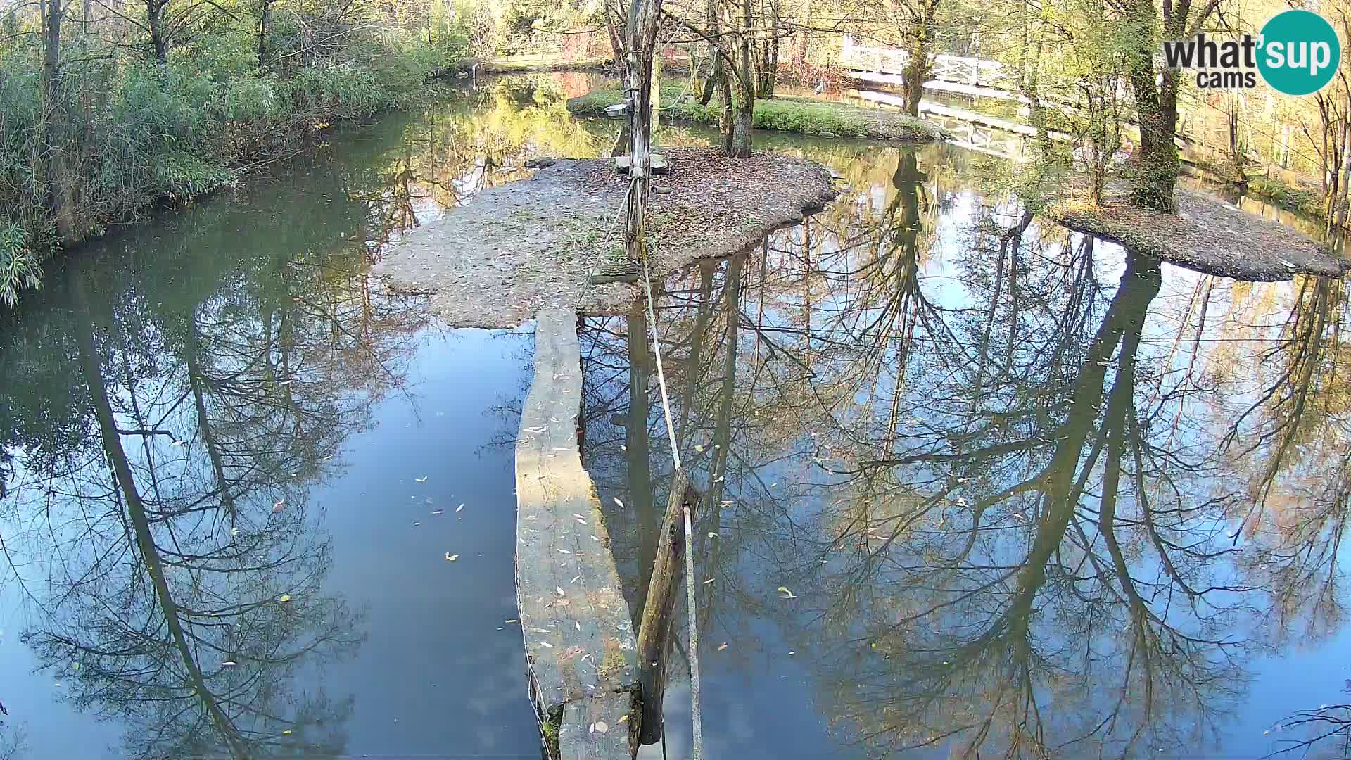 Lémur rufo blanco y negro – Ljubljana Zoo en vivo