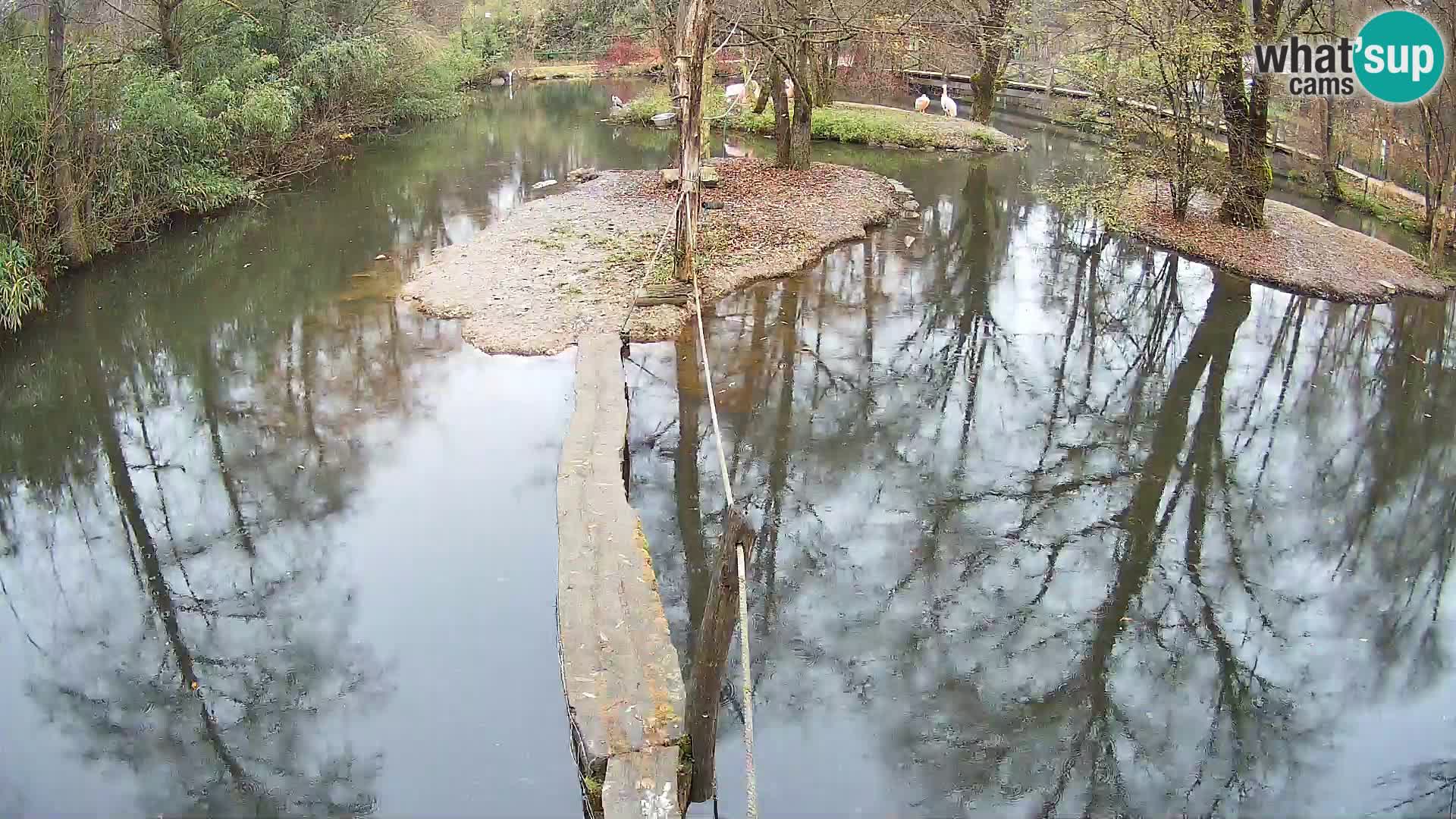 Schwarzweiße Vari Zoo Ljubljana webcam