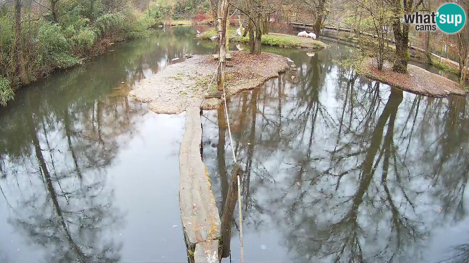 Schwarzweiße Vari Zoo Ljubljana webcam