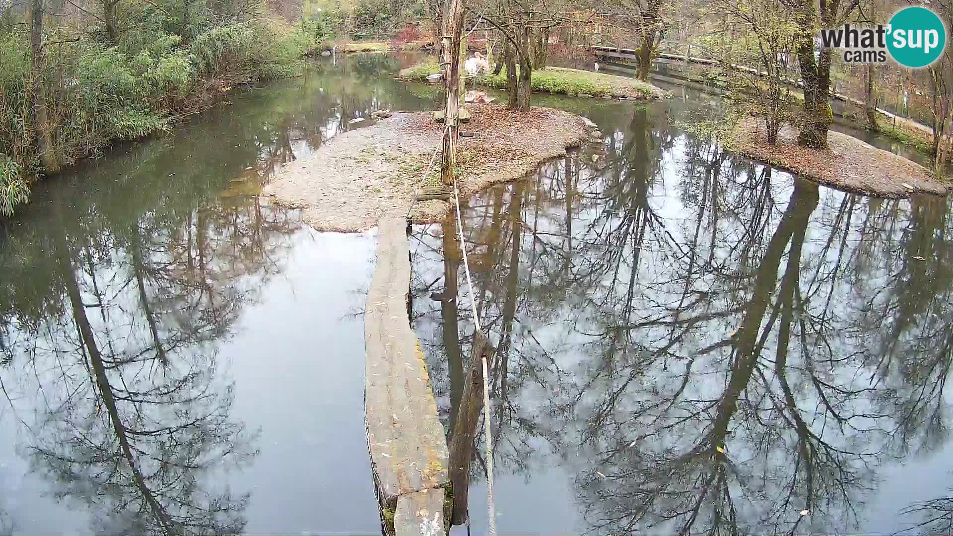 Schwarzweiße Vari Zoo Ljubljana webcam