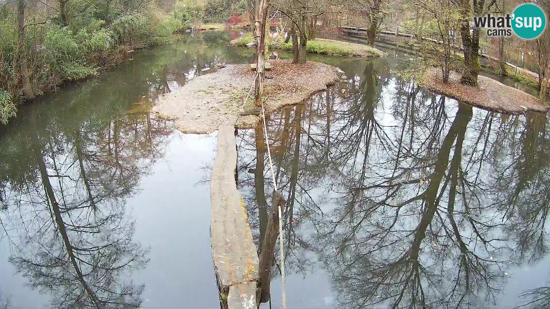 Schwarzweiße Vari Zoo Ljubljana webcam