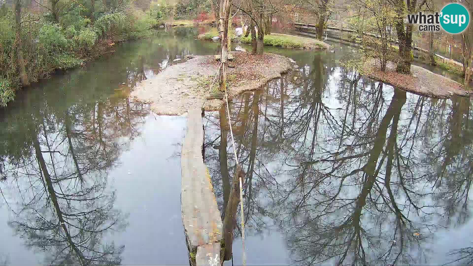 Lémur rufo blanco y negro – Ljubljana Zoo en vivo